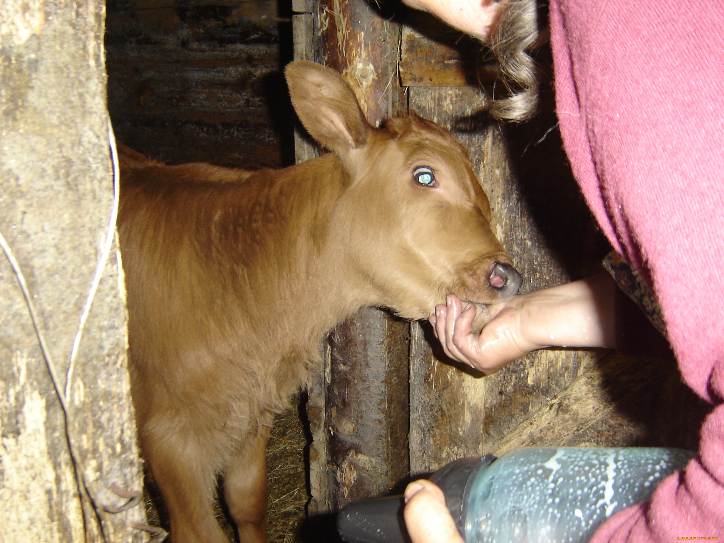 животные, коровы, буйволы