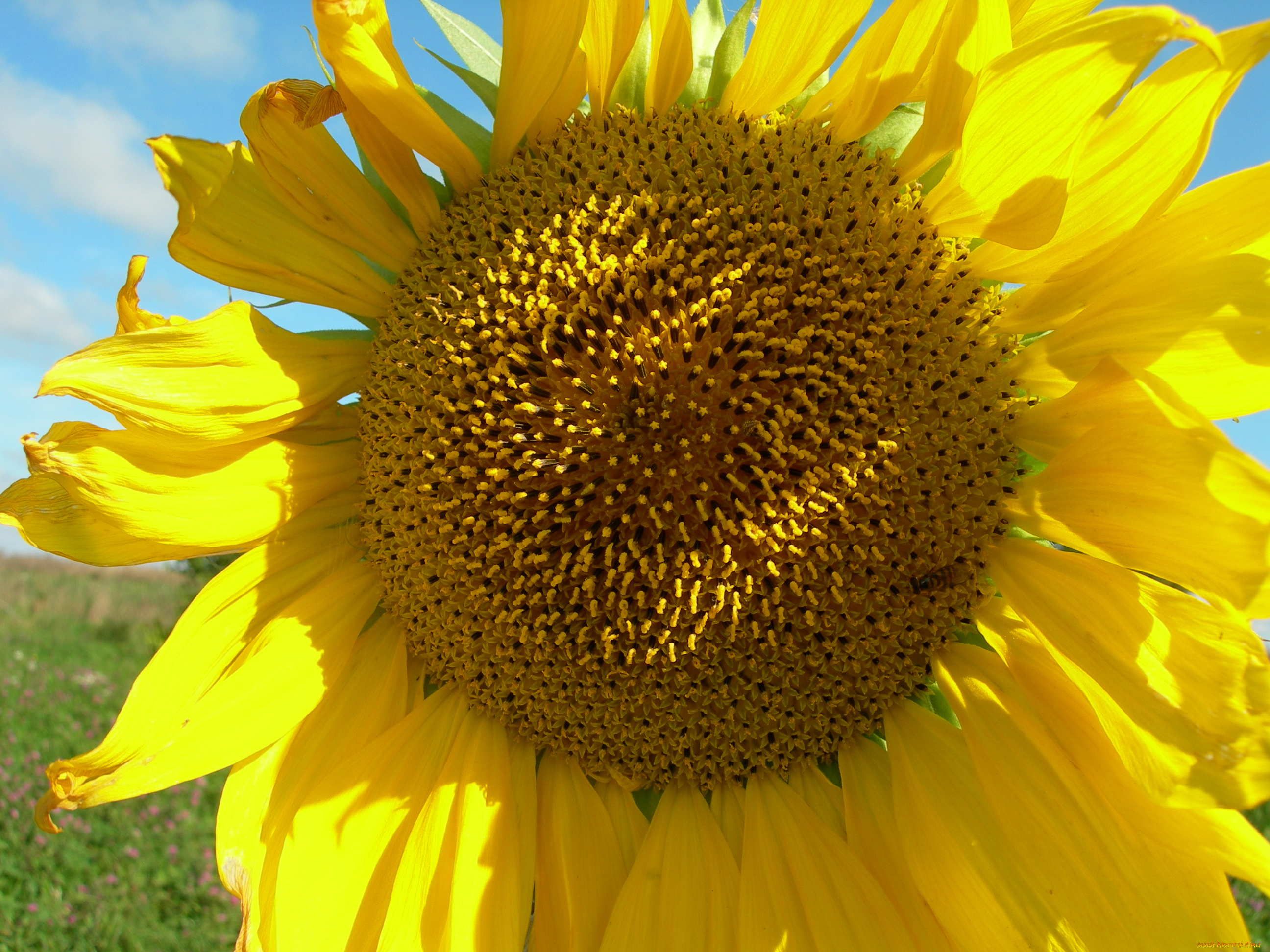 цветы, подсолнухи