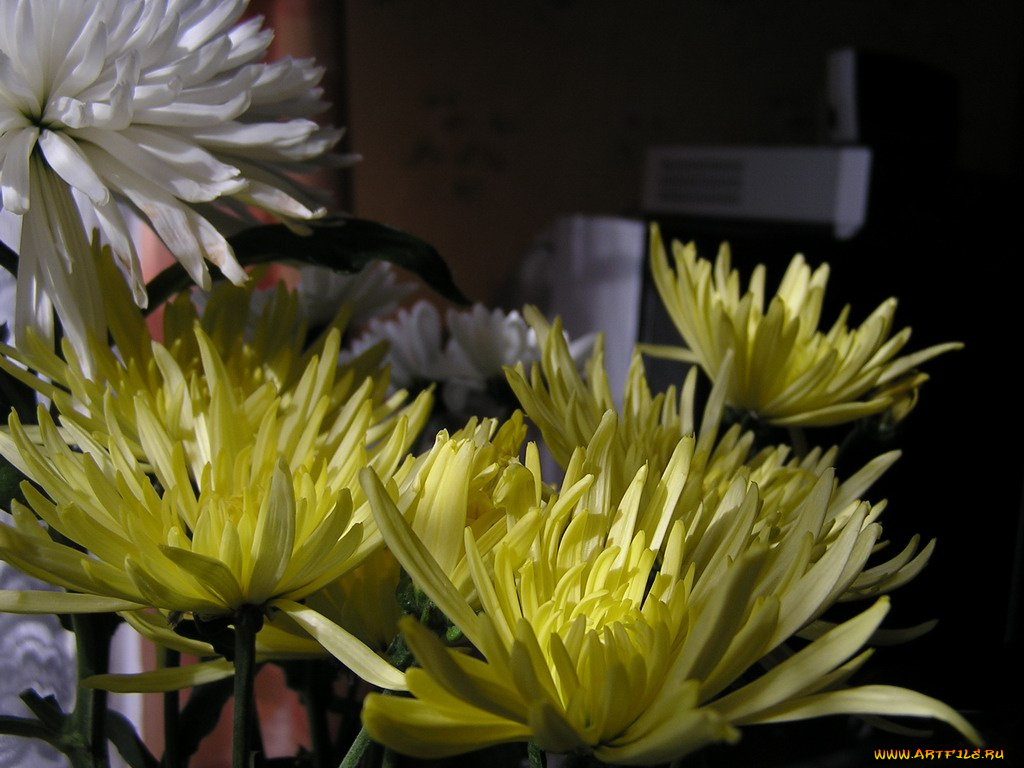 цветы, хризантемы