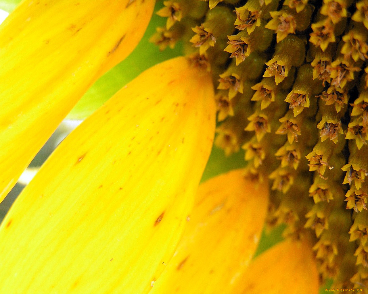 цветы, подсолнухи