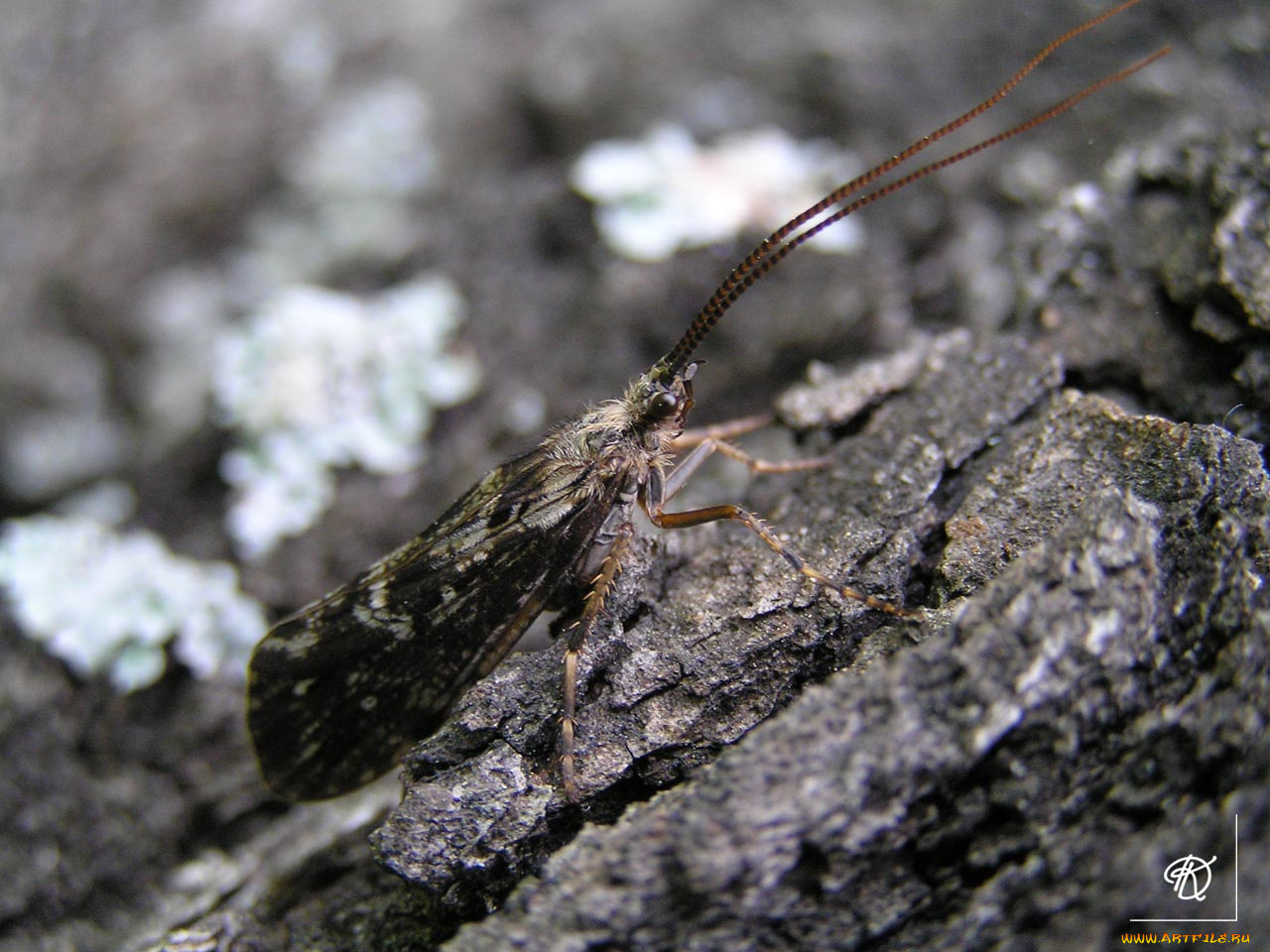 животные, насекомые