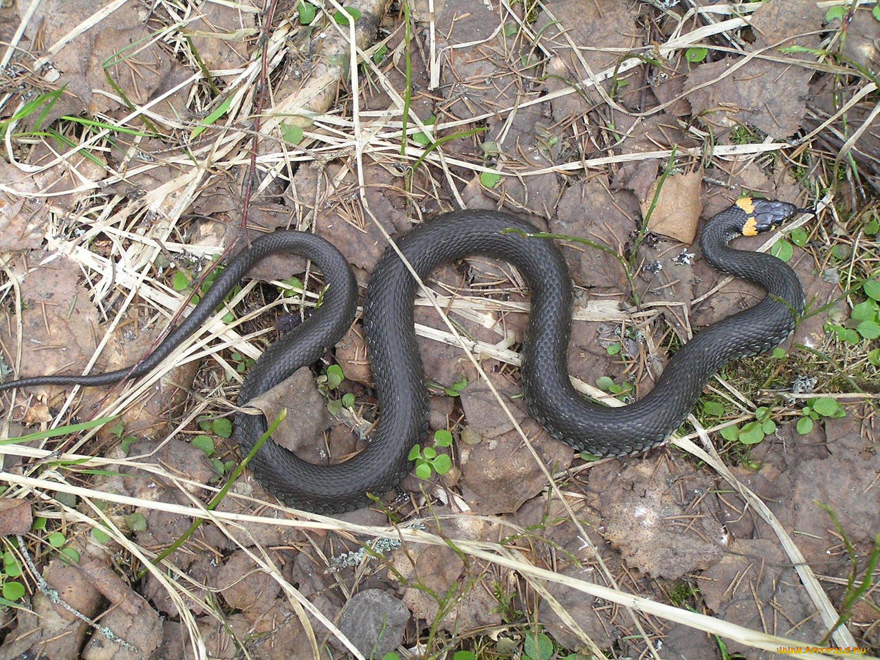 животные, змеи, питоны, кобры