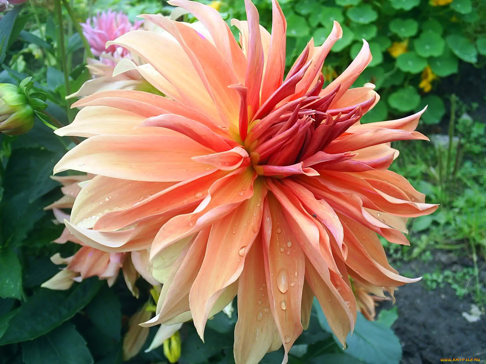 цветы, георгины