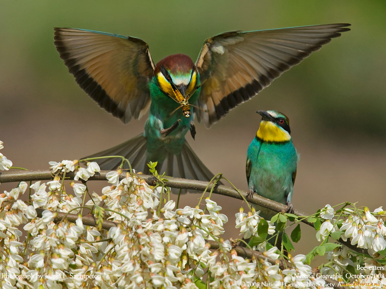 животные, щурки, пчелоеды