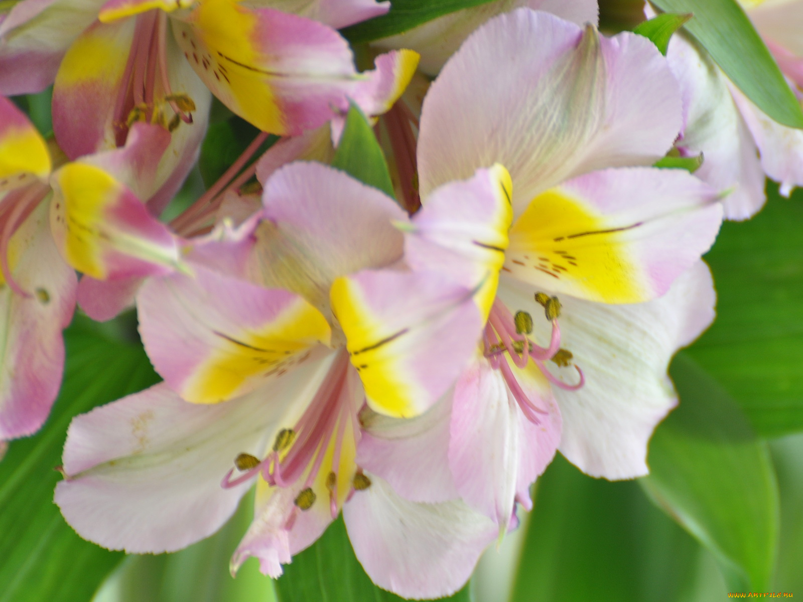 цветы, альстромерия