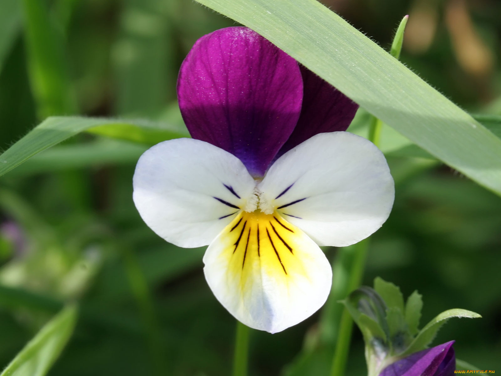 цветы, анютины, глазки, садовые, фиалки