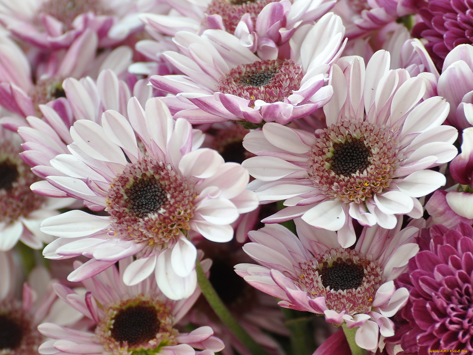 цветы, хризантемы