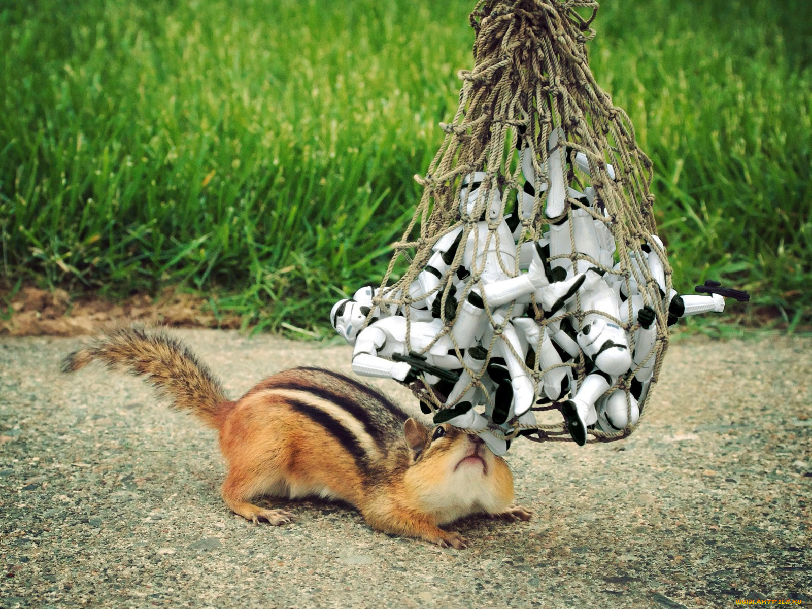 животные, бурундуки