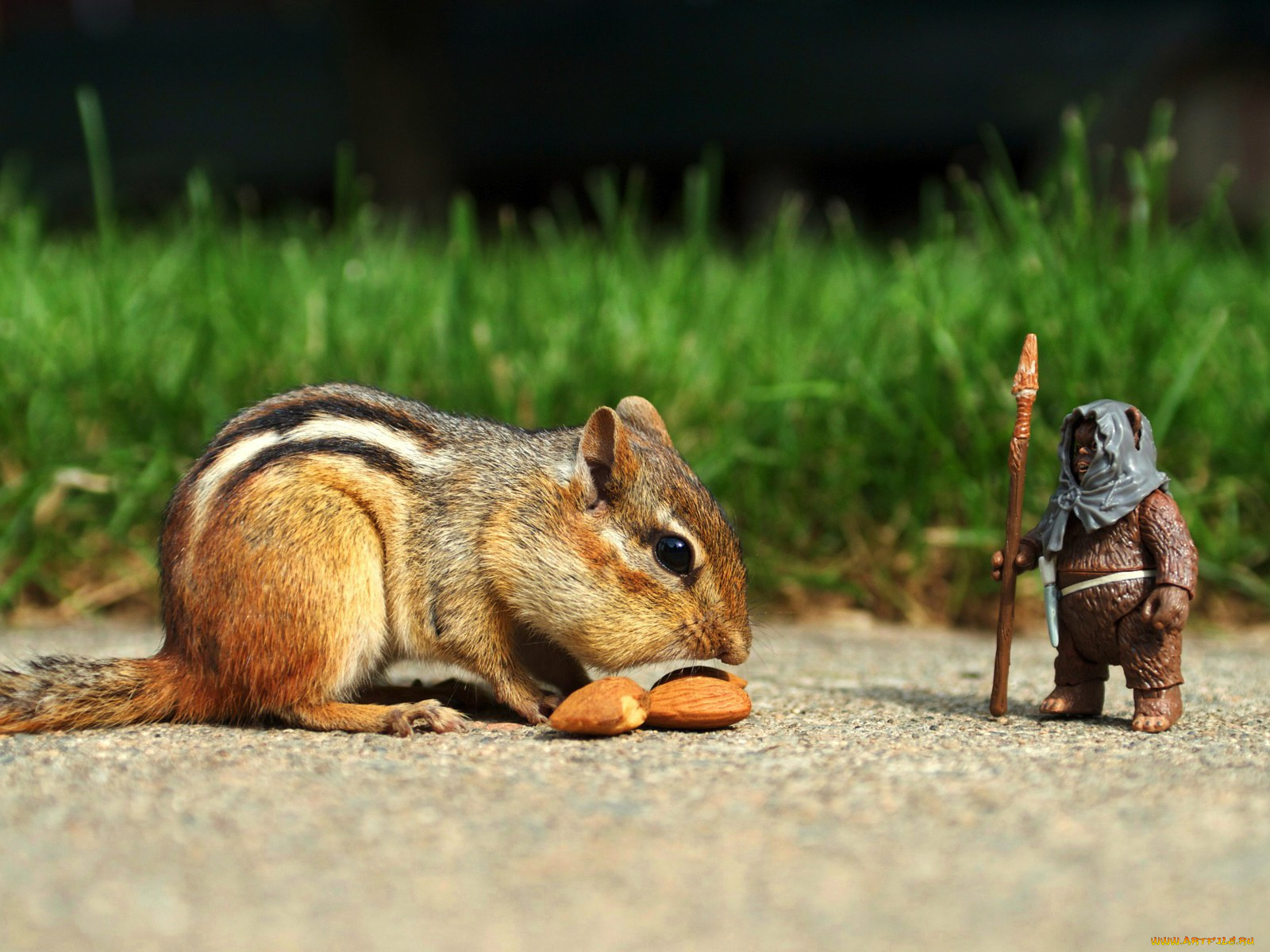 животные, бурундуки