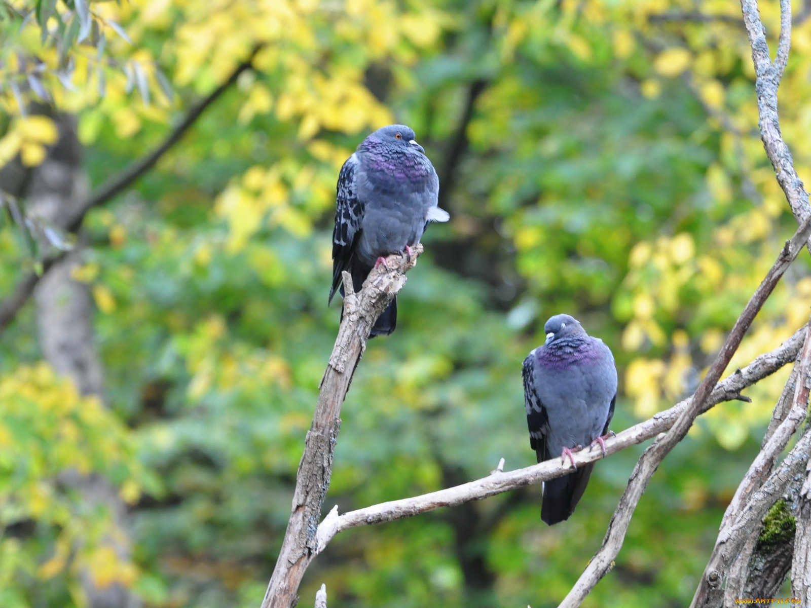 животные, голуби