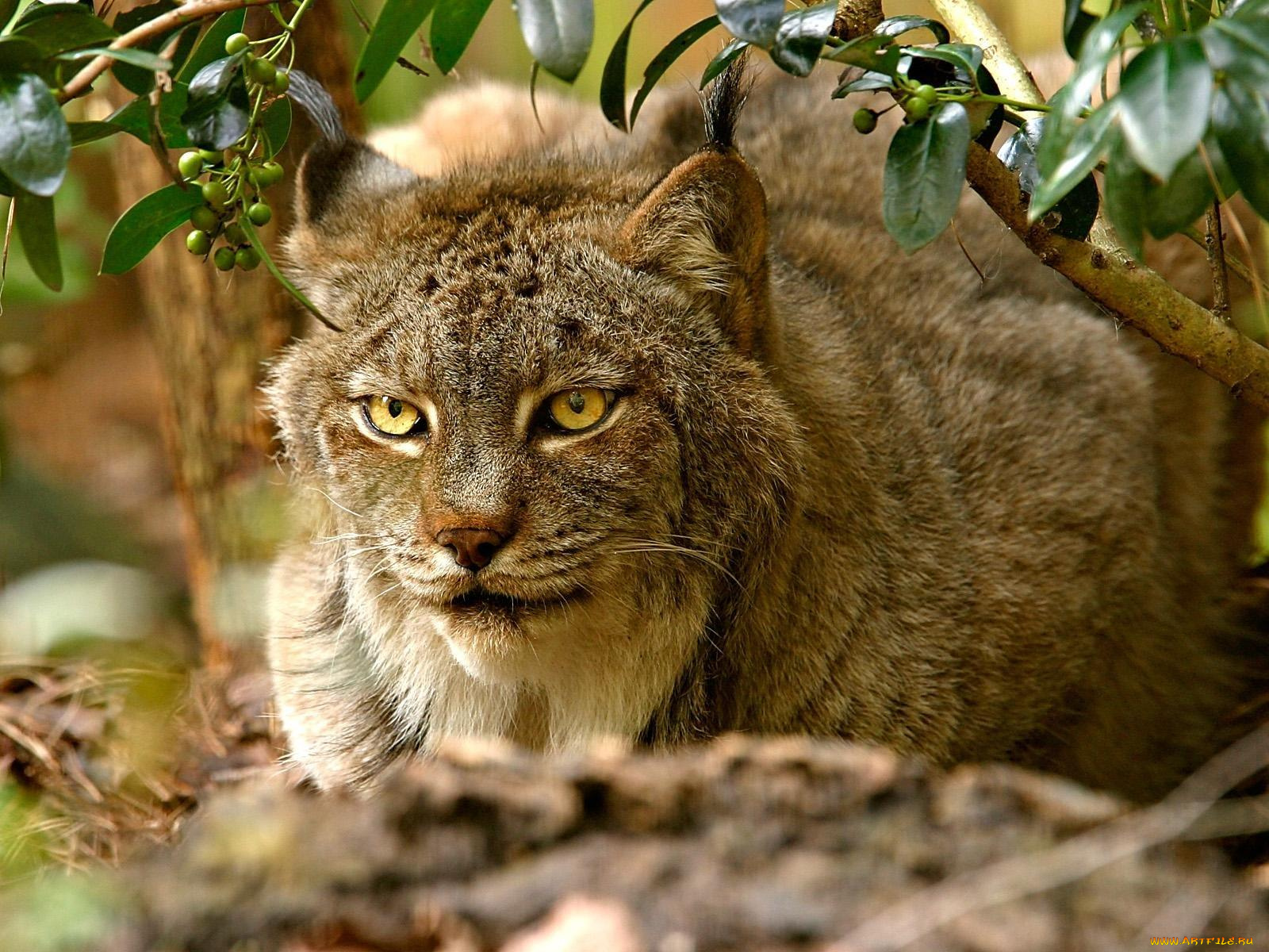 животные, рыси
