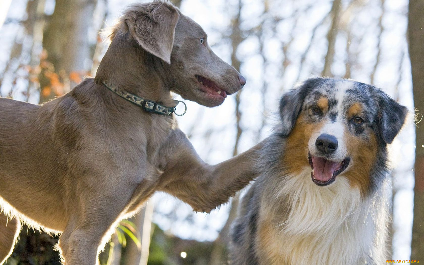 животные, собаки
