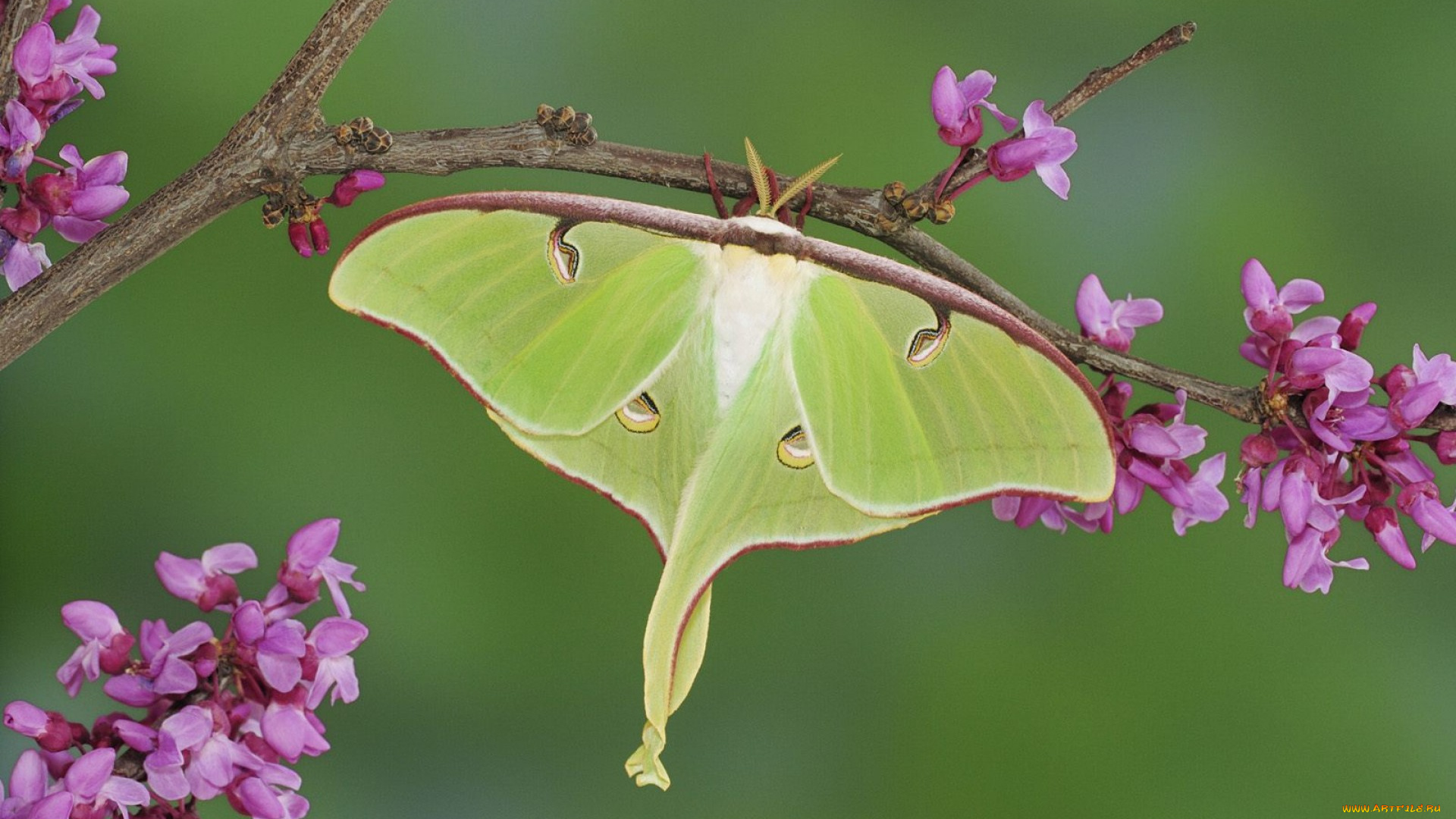 животные, бабочки