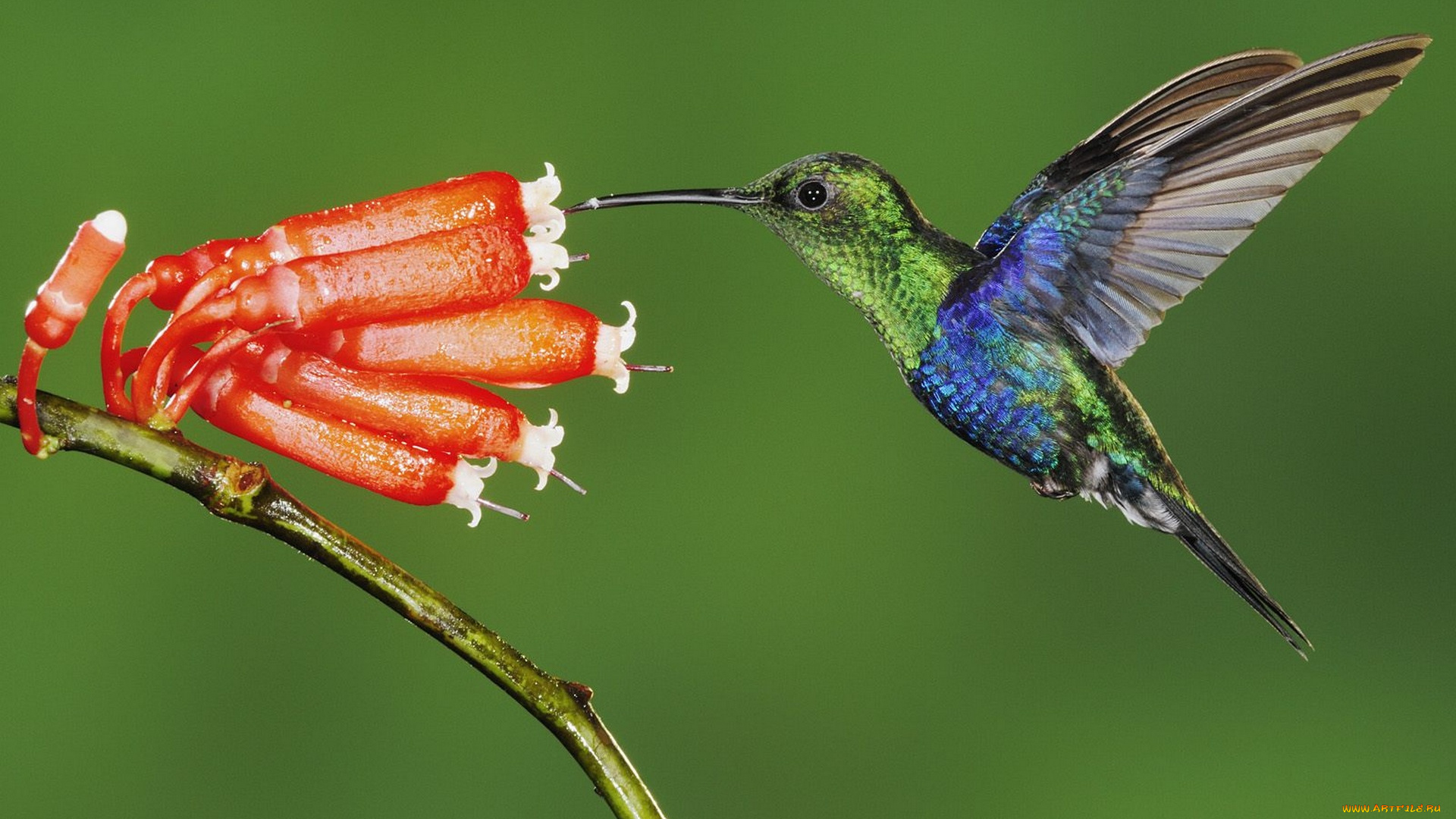животные, колибри