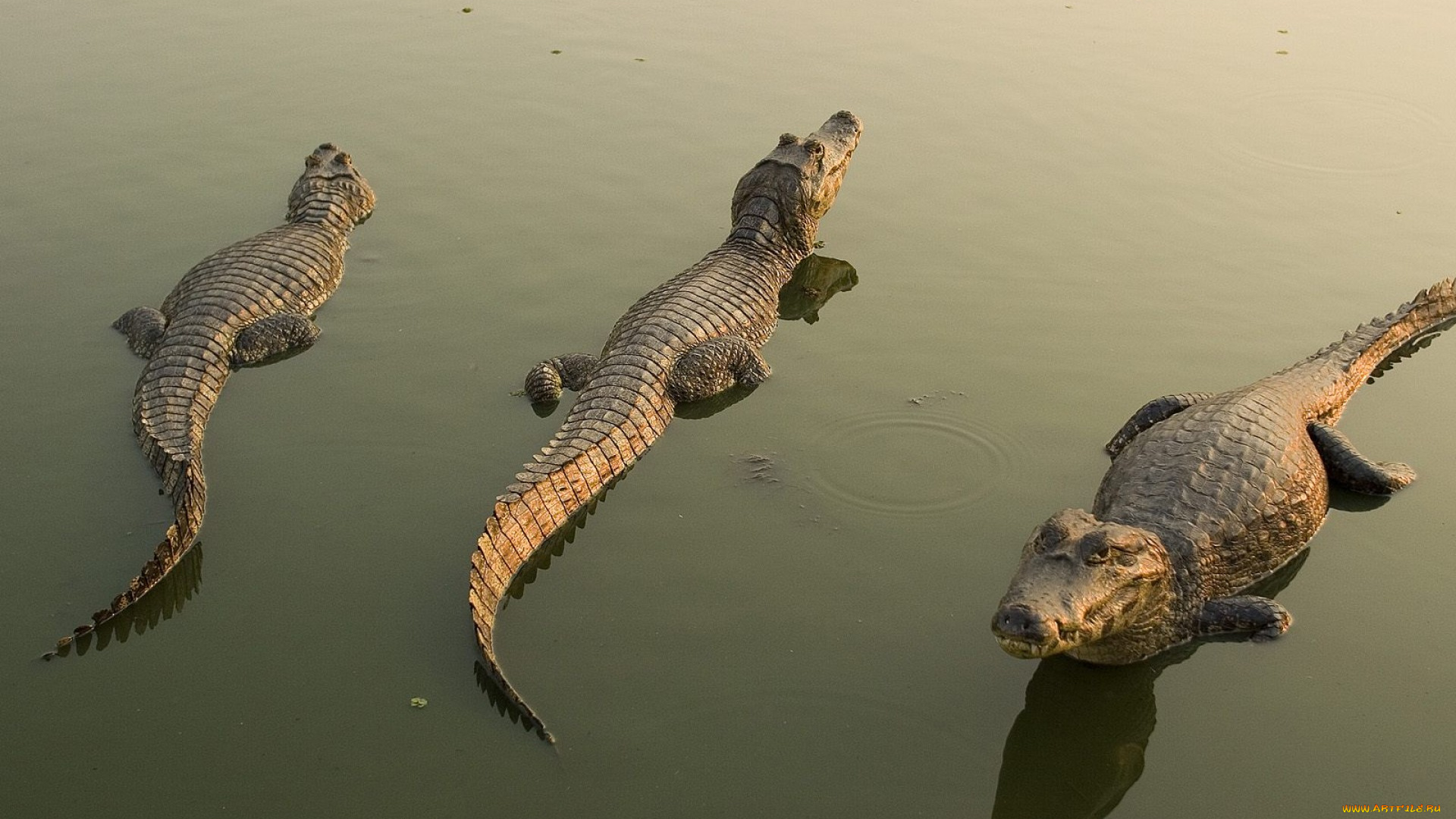 животные, крокодилы