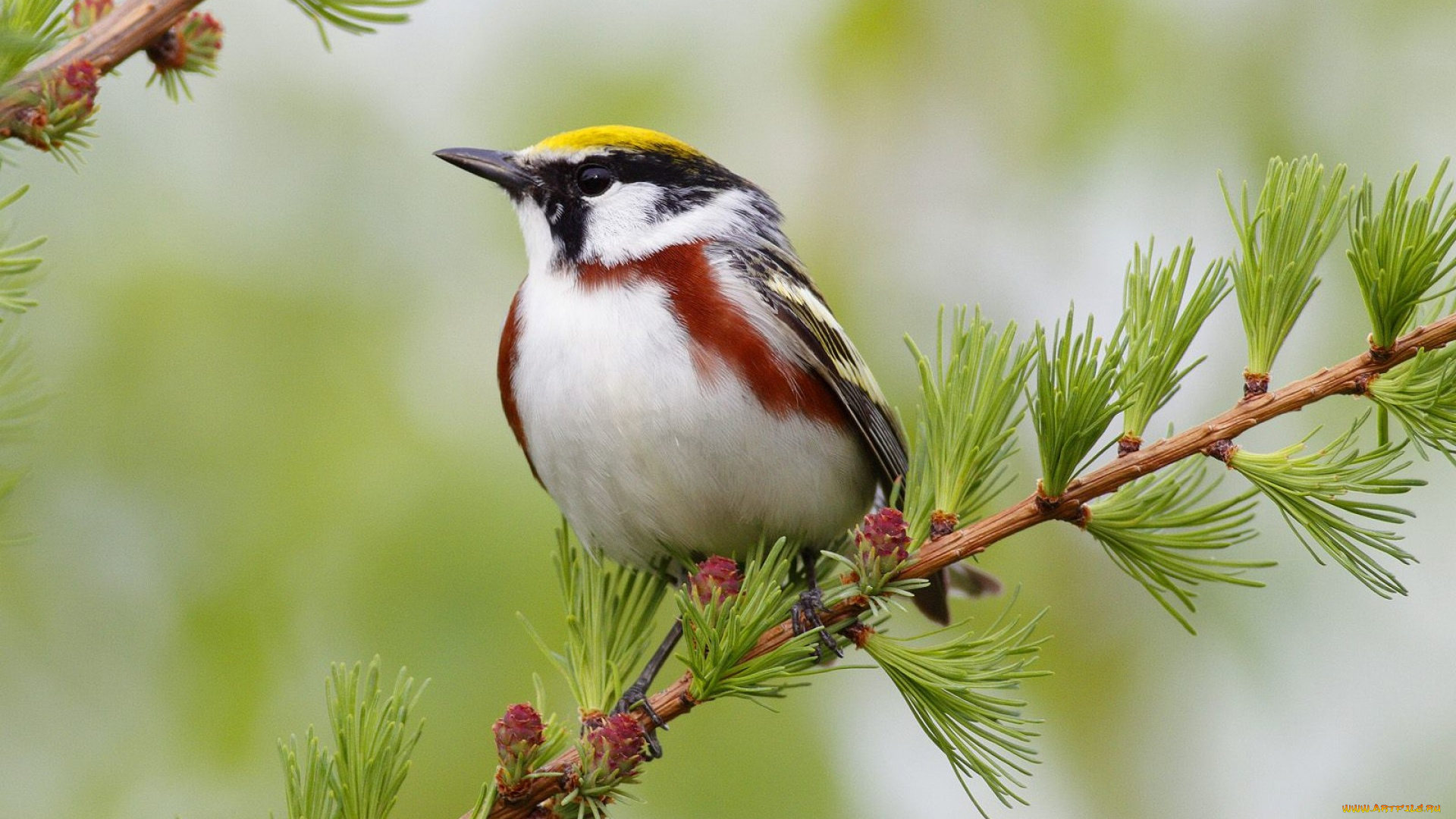 животные, птицы