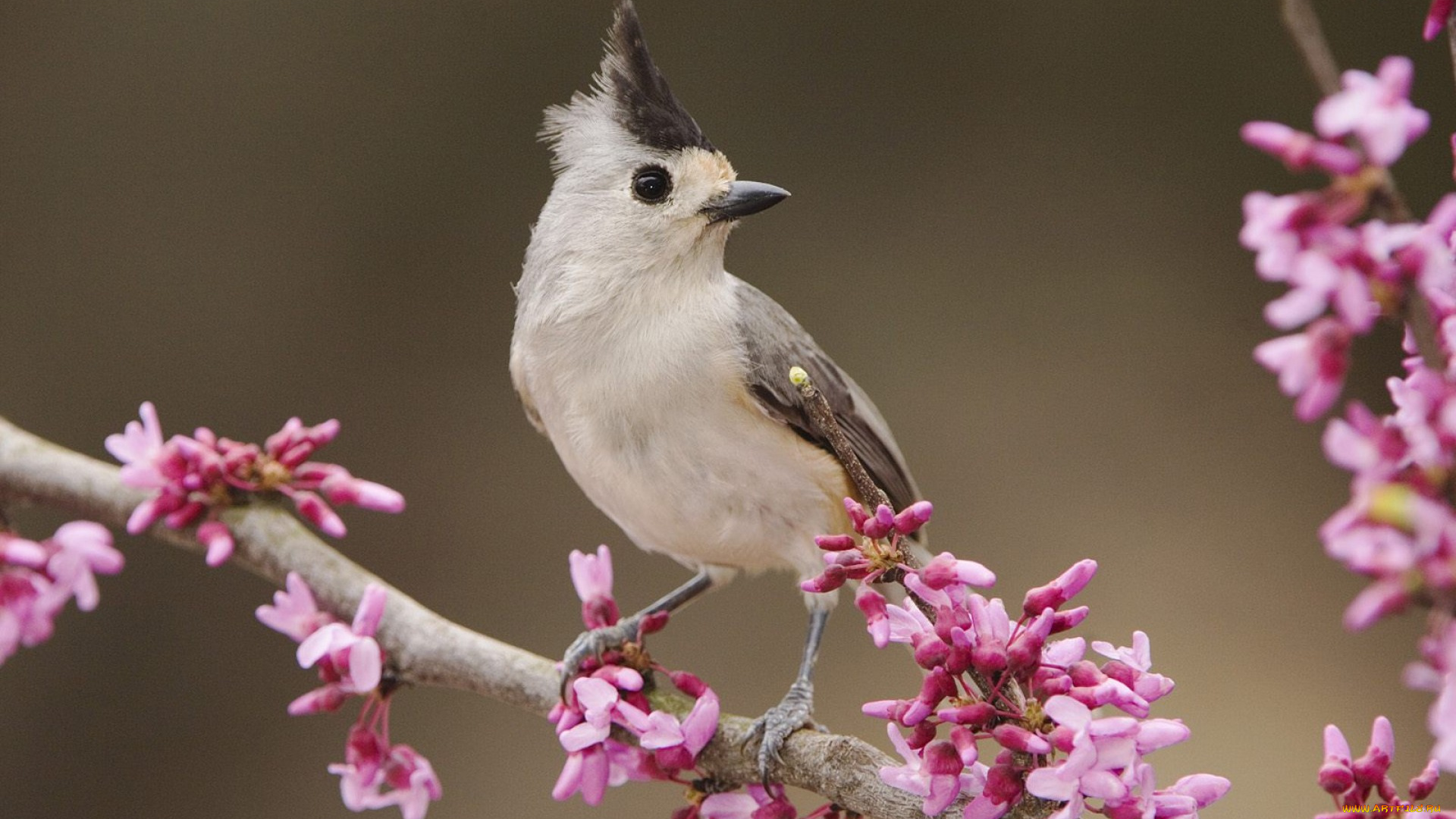 животные, синицы, лазоревки