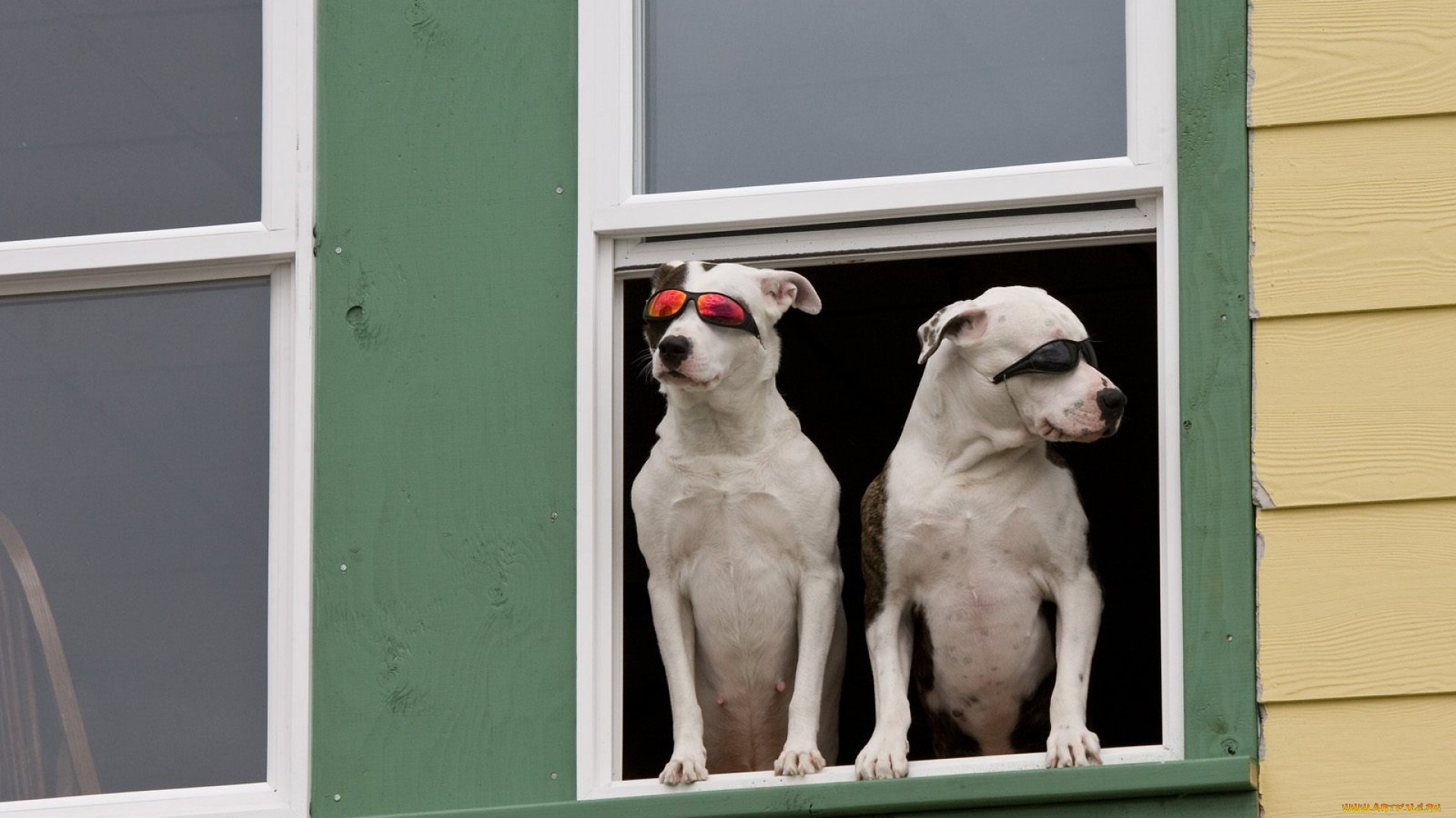 животные, собаки