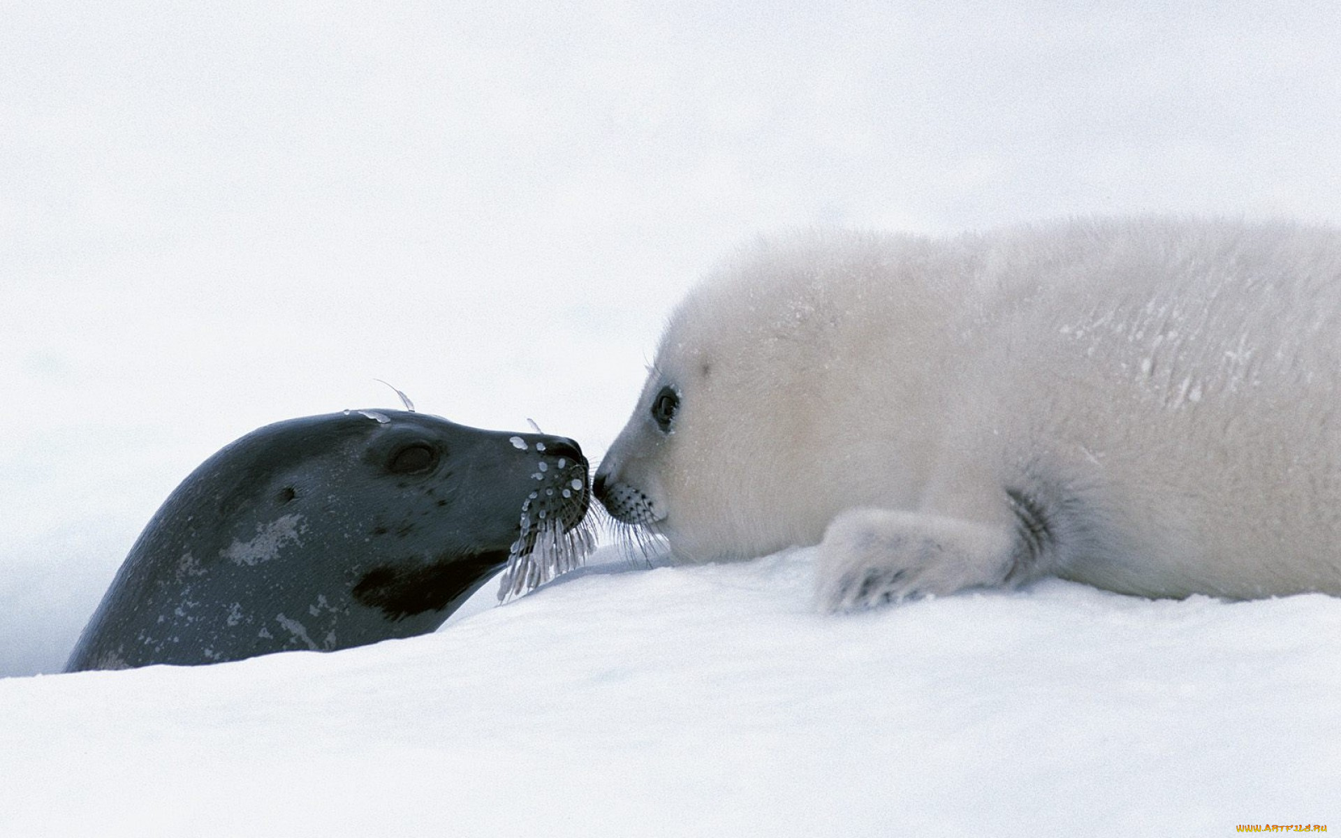 животные, тюлени, морские, львы, котики