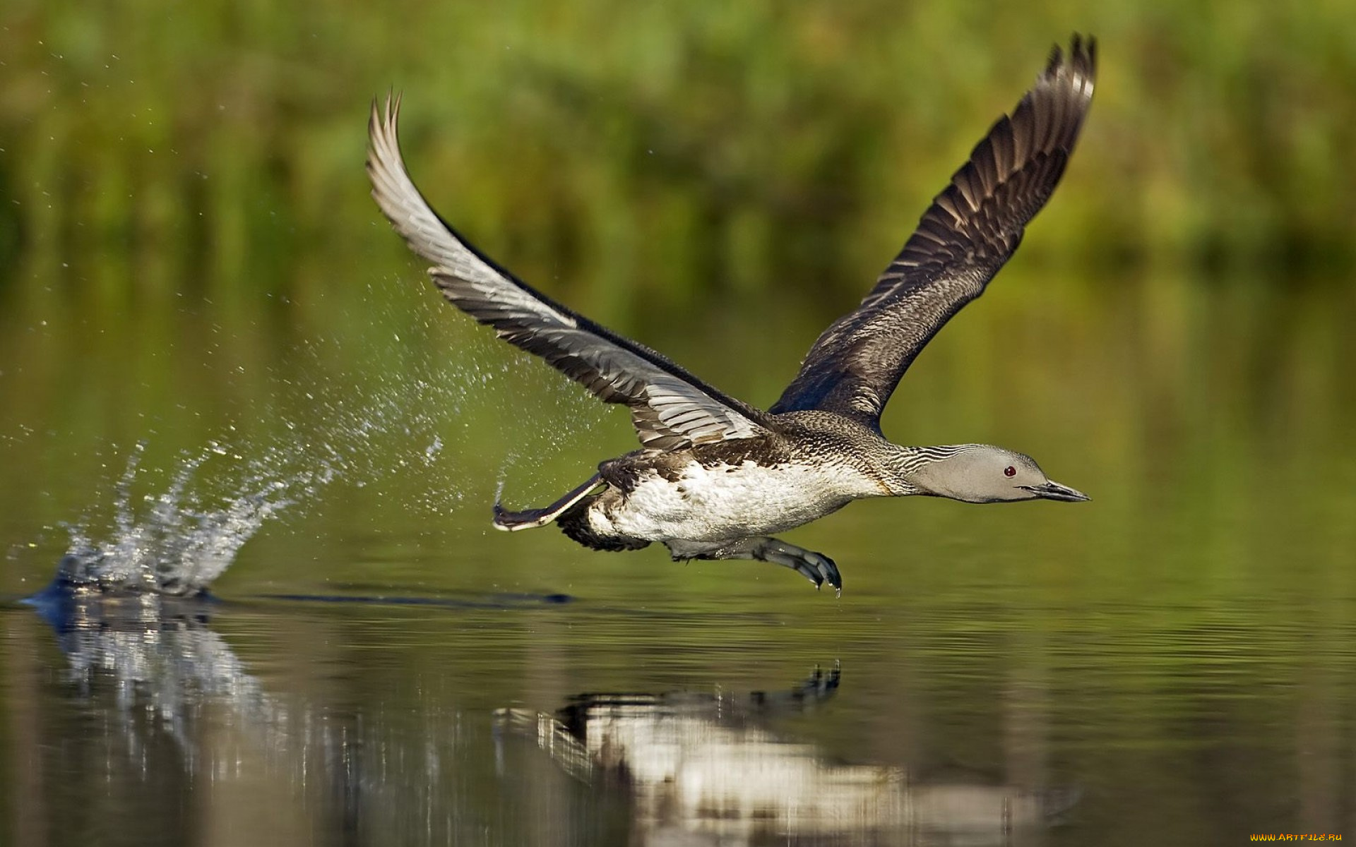 животные, утки