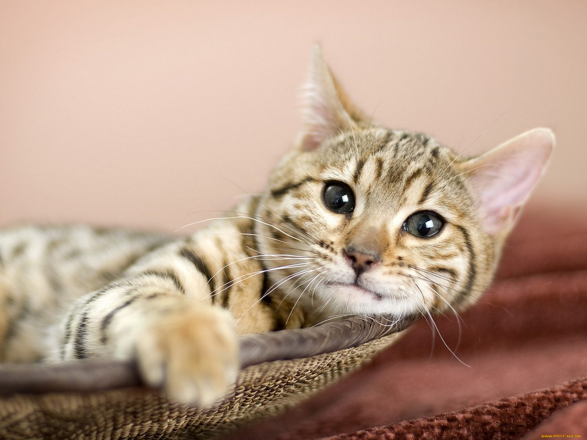 животные, коты