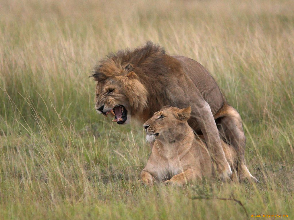 животные, львы