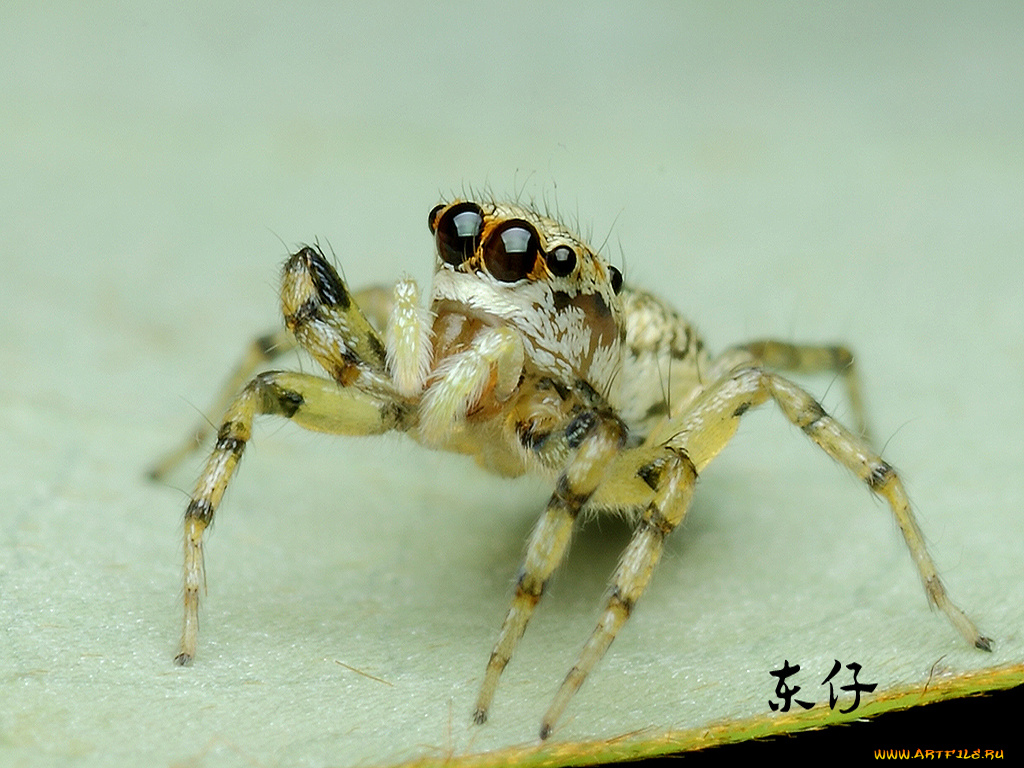 животные, пауки