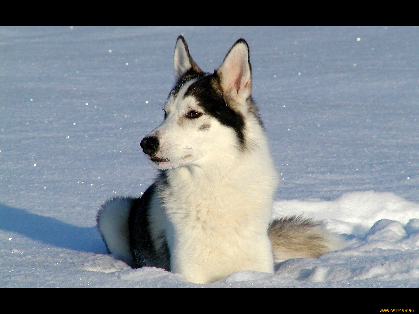 животные, собаки