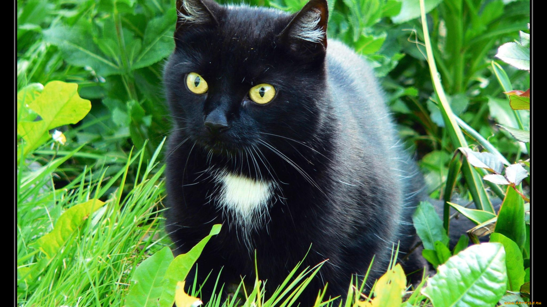 животные, коты