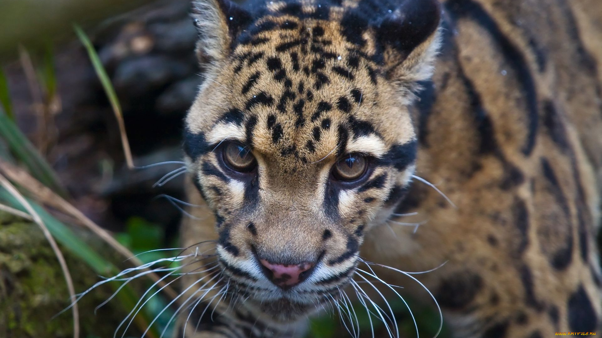 животные, леопарды