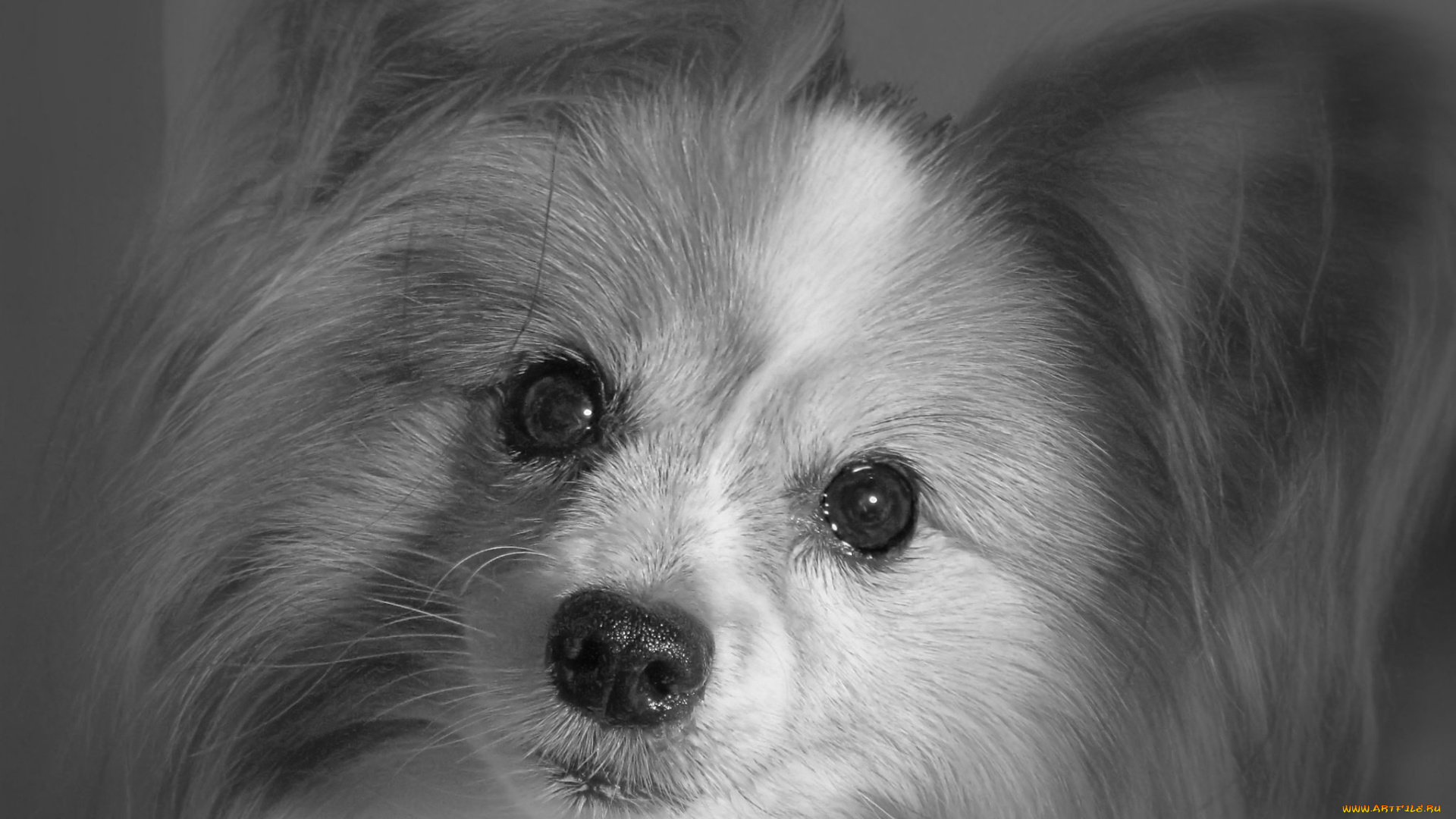 животные, собаки