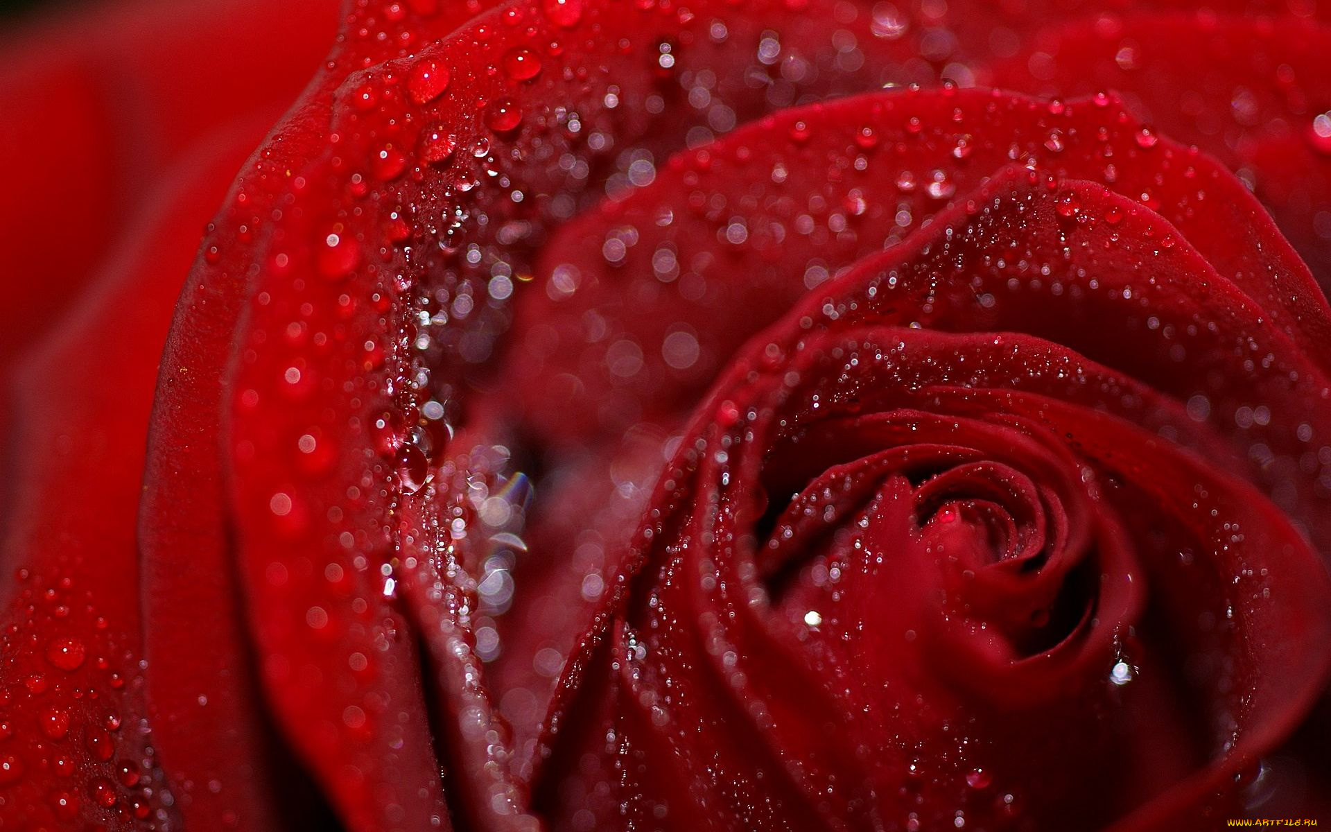 цветы, розы