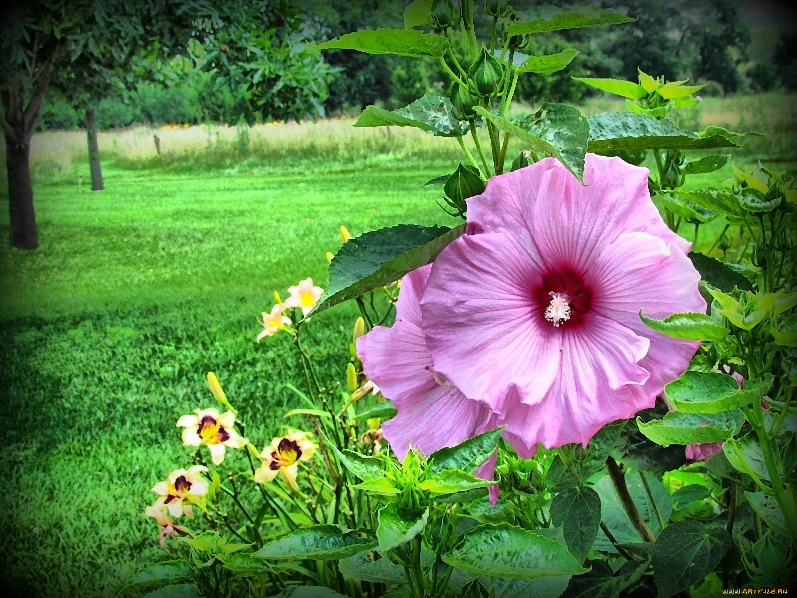цветы, мальвы, зелёный, листья
