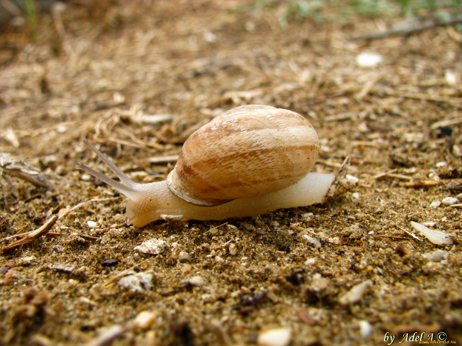 животные, улитки