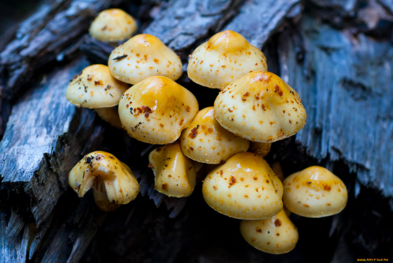 природа, грибы, тёмный, синий