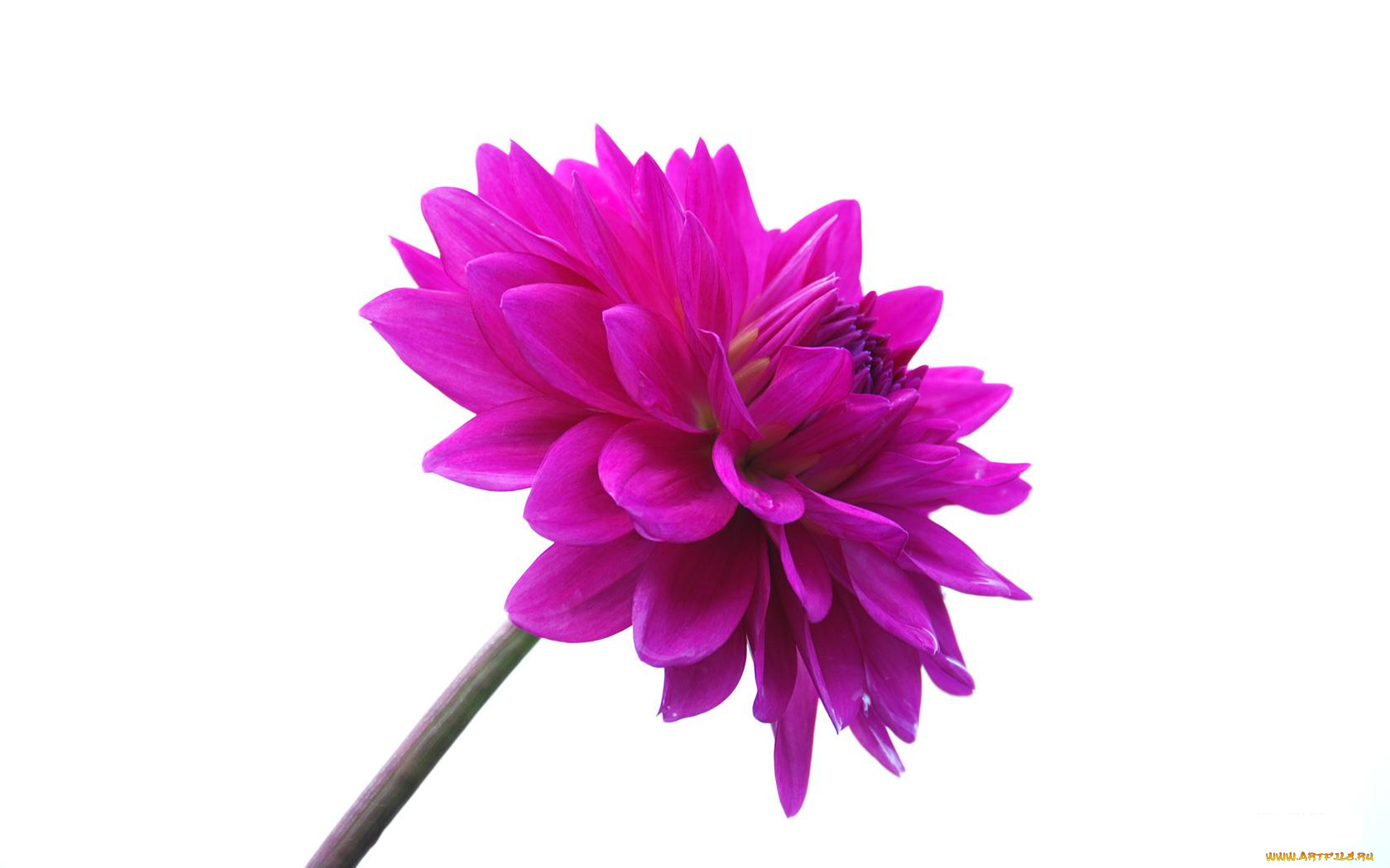 цветы, георгины, розовый