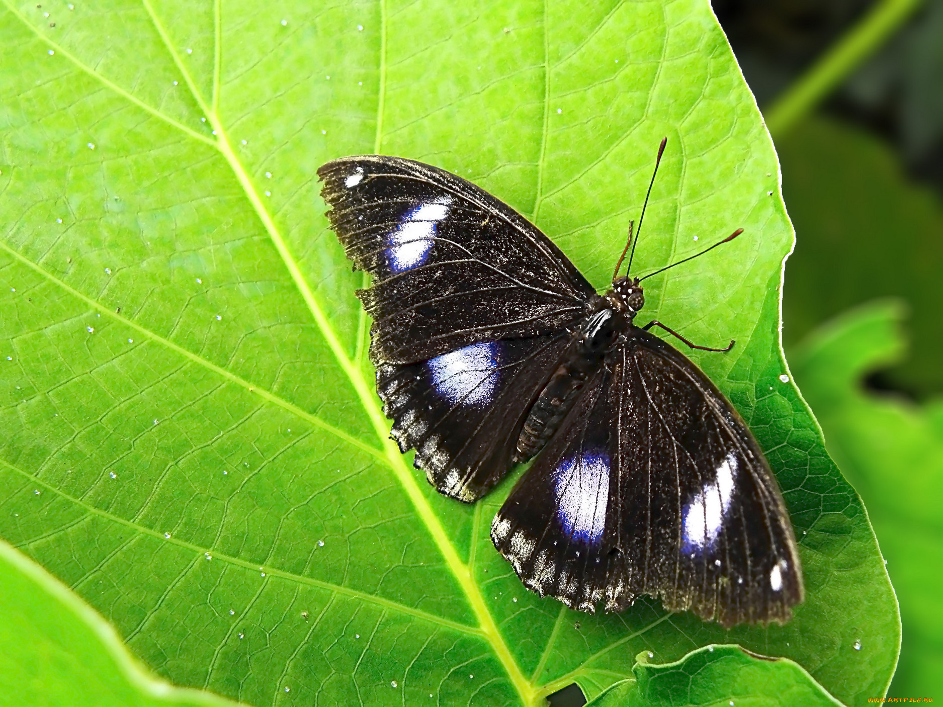 животные, бабочки, лето, листья