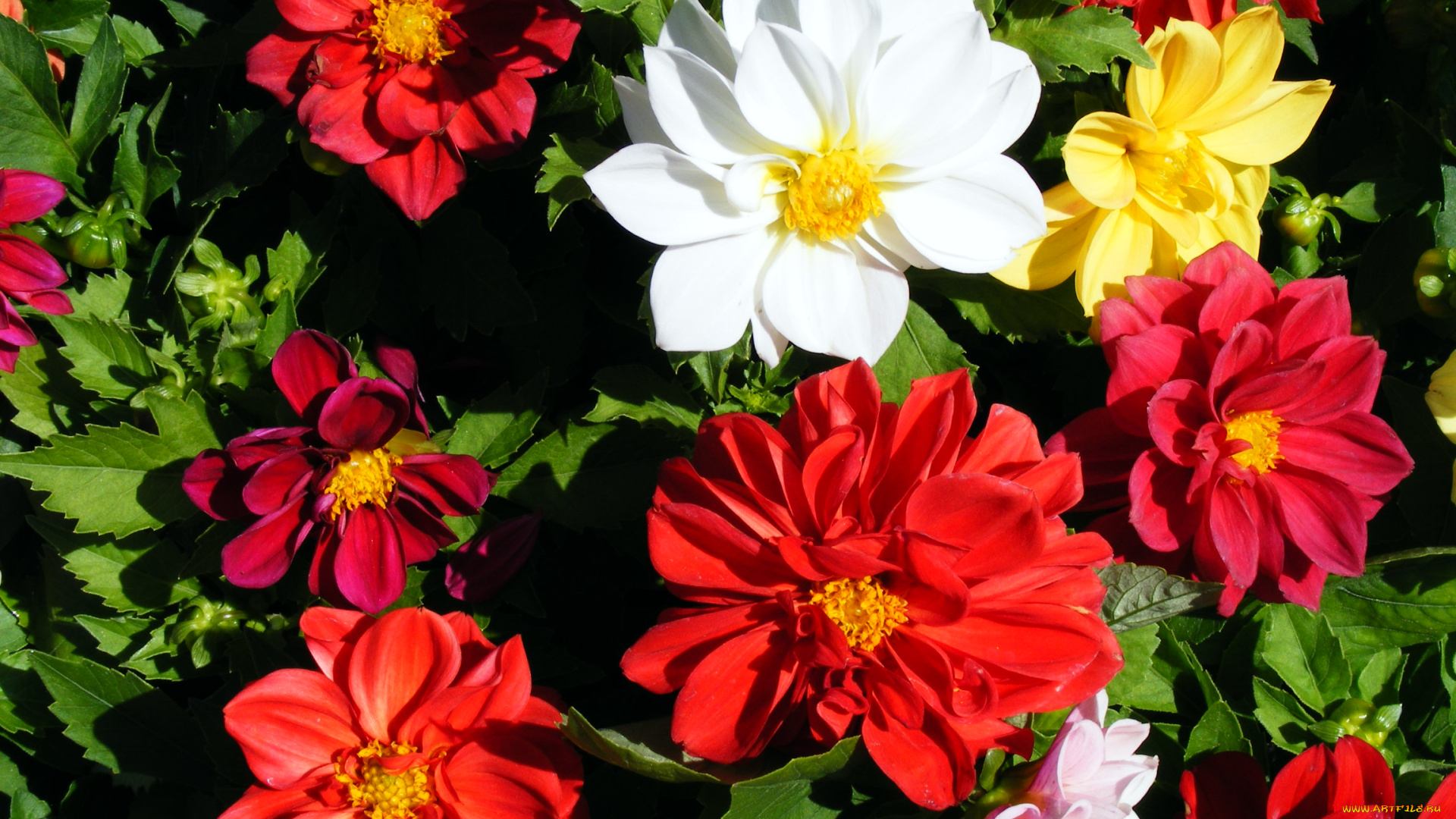 цветы, георгины, белый, желтый, красный
