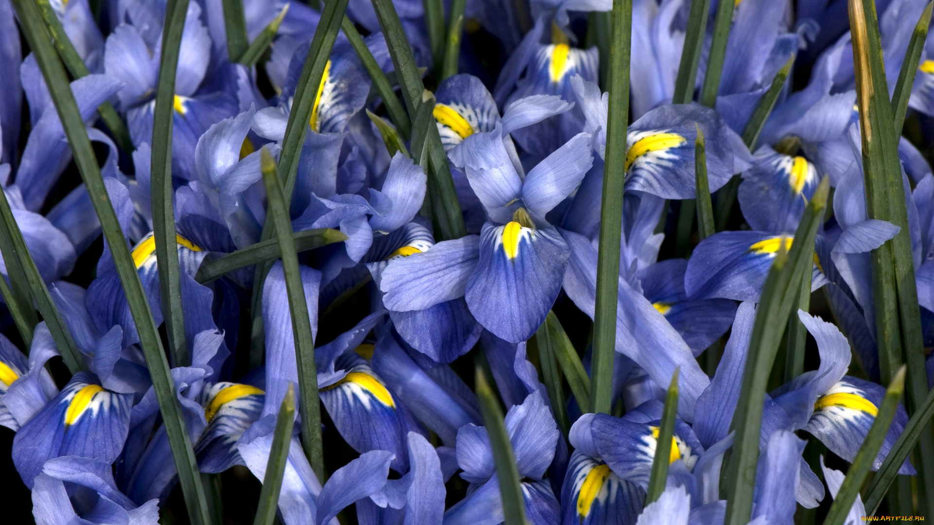 цветы, ирисы, синий, много