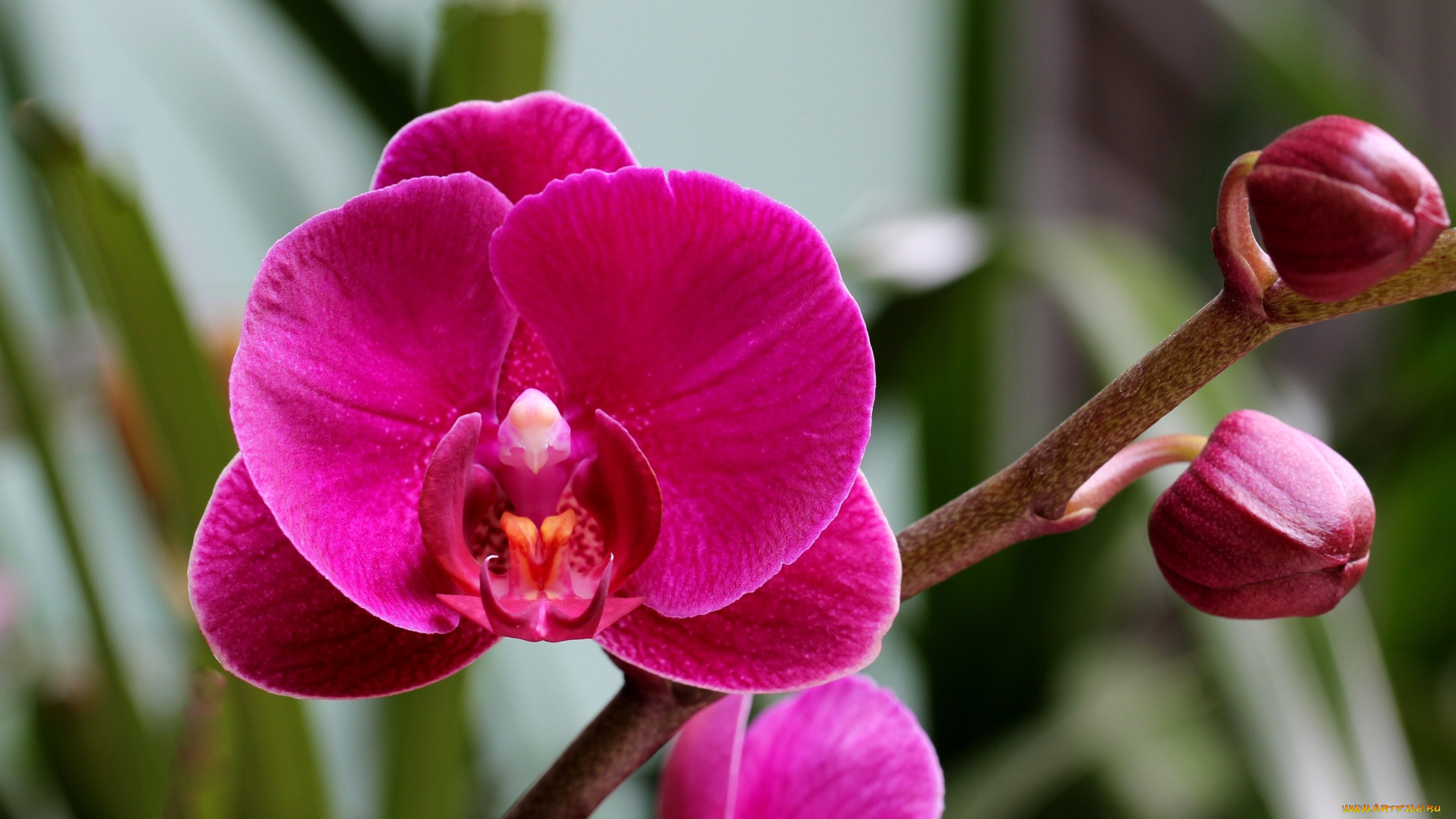 цветы, орхидеи, бутоны, яркий, розовый, ветка