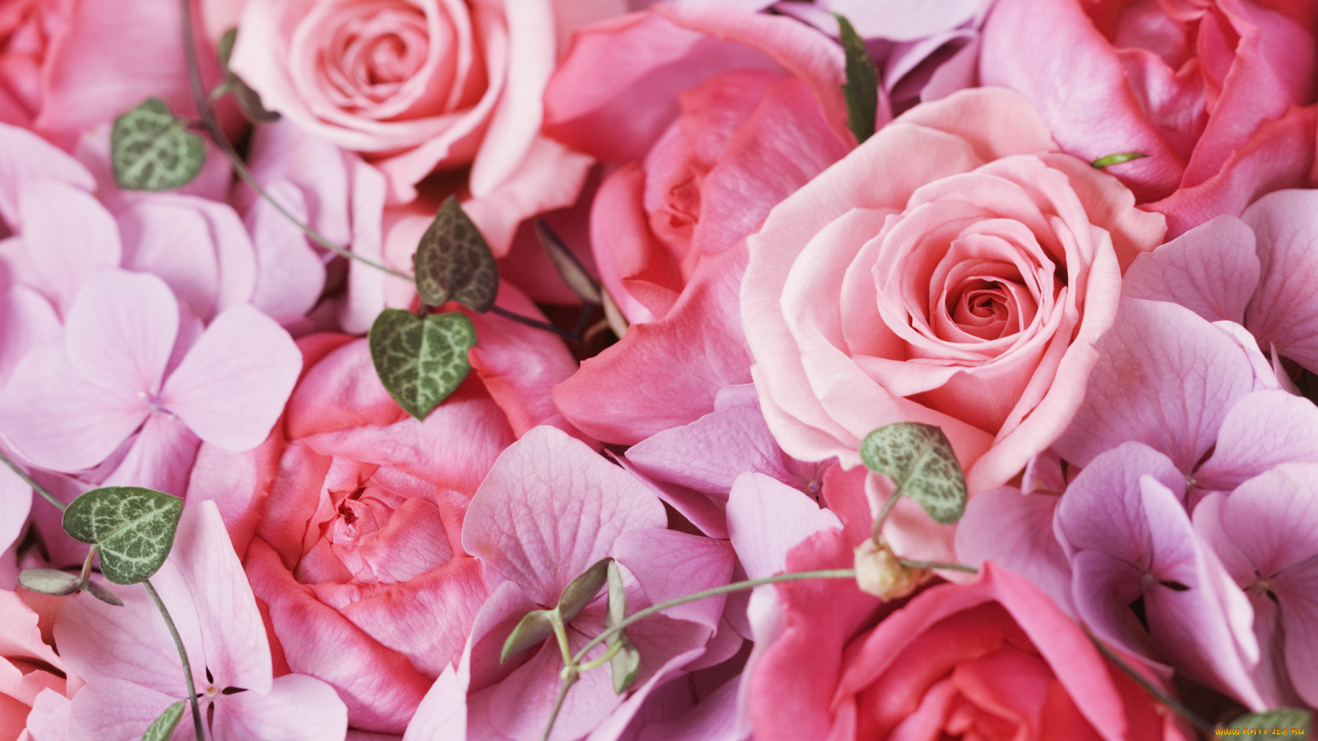 цветы, разные, вместе, розы, гортензия