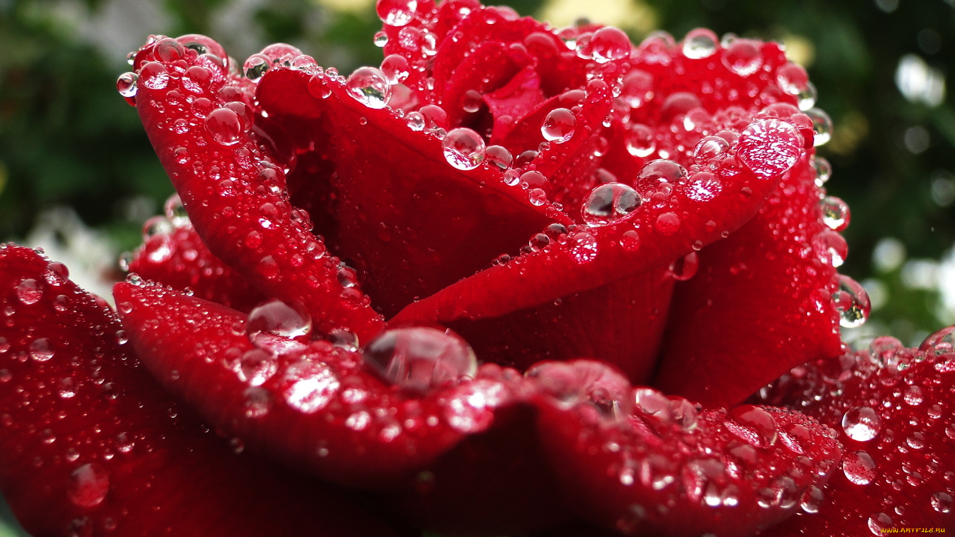 цветы, розы, капельки, росы, роса, прелесть, макро, лепестки, бутон, королева, цветов