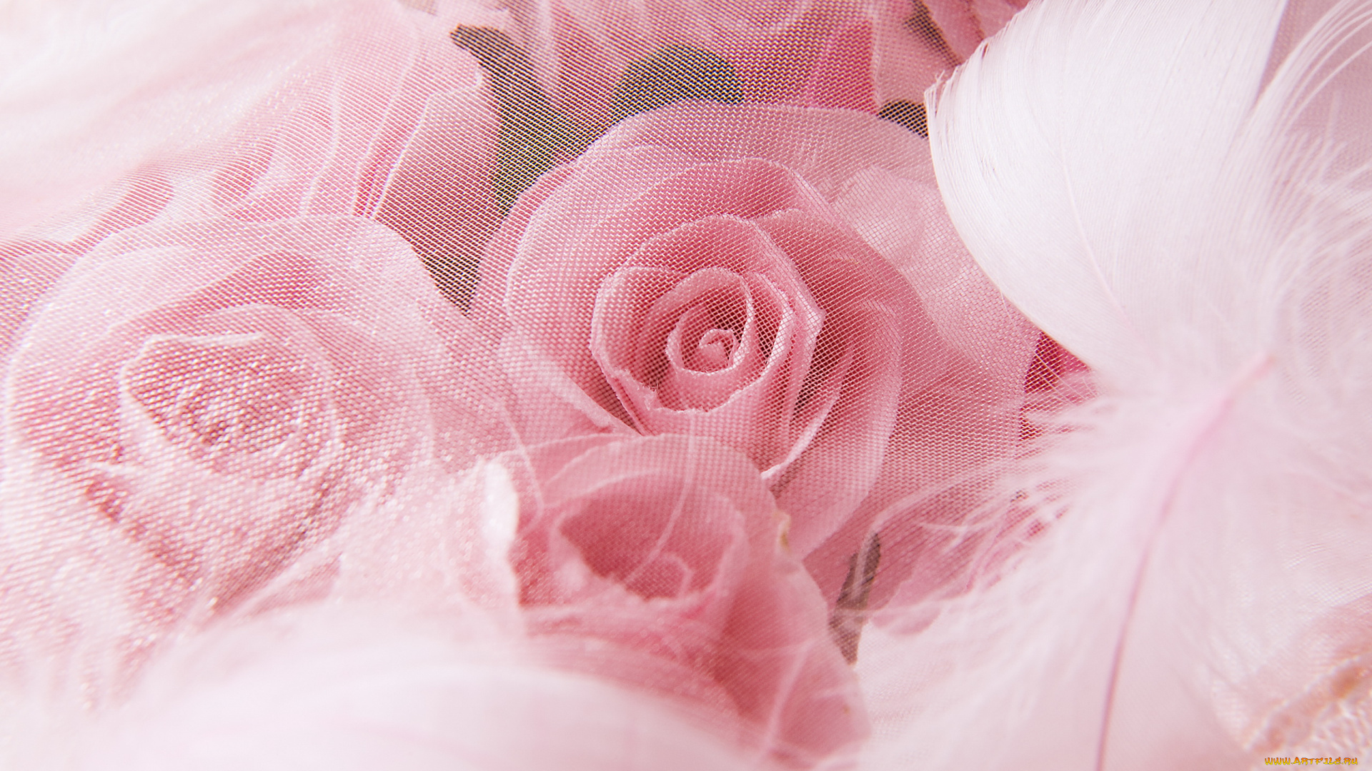 цветы, розы, перо