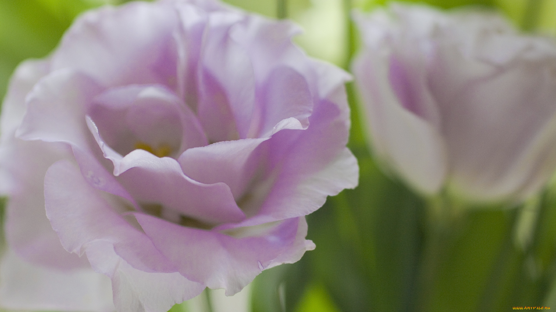 эустома, цветы, нежный