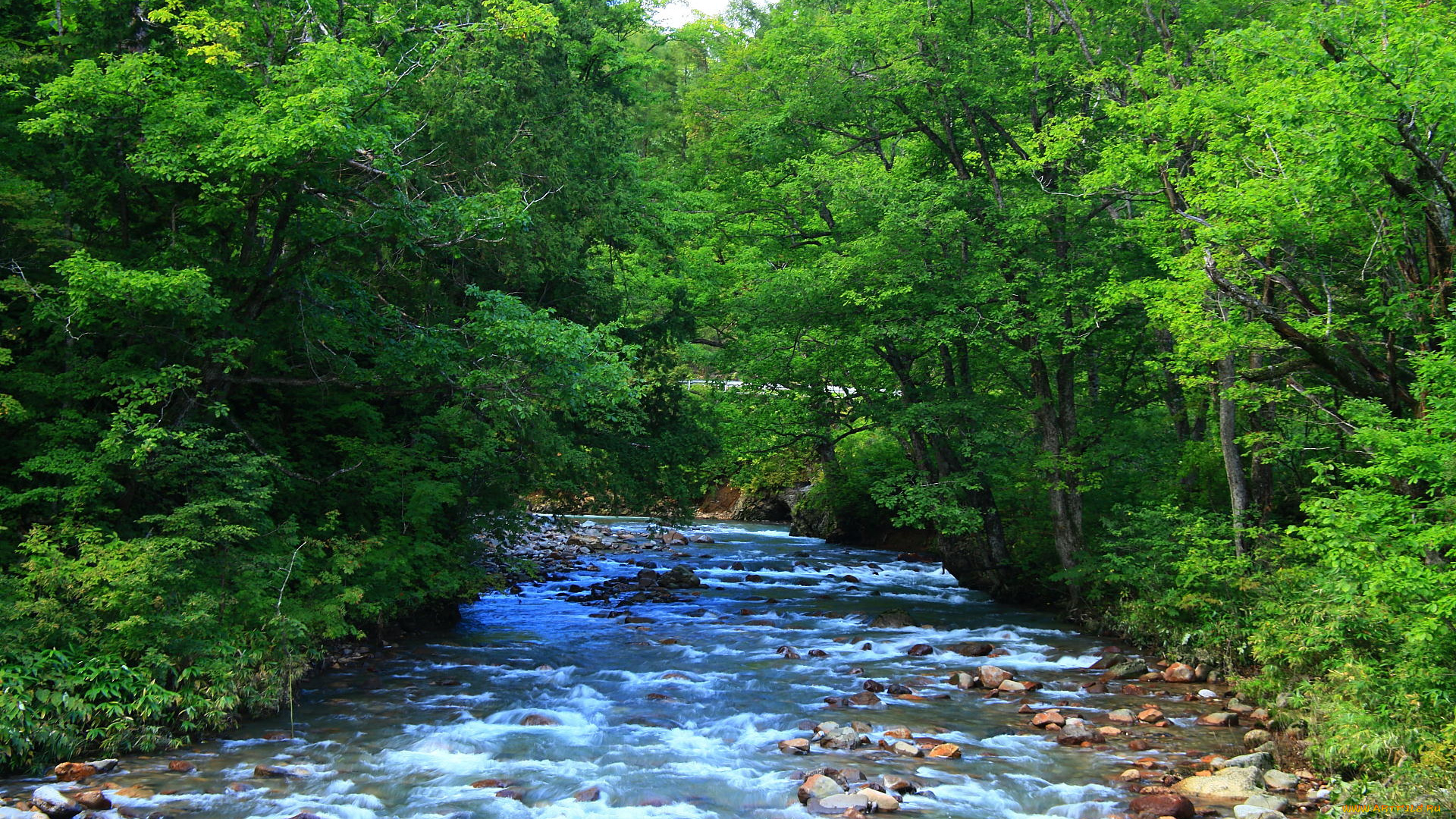 природа, реки, озера, деревья, река, камни