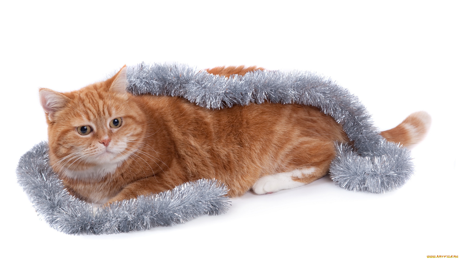 животные, коты, гирлянда