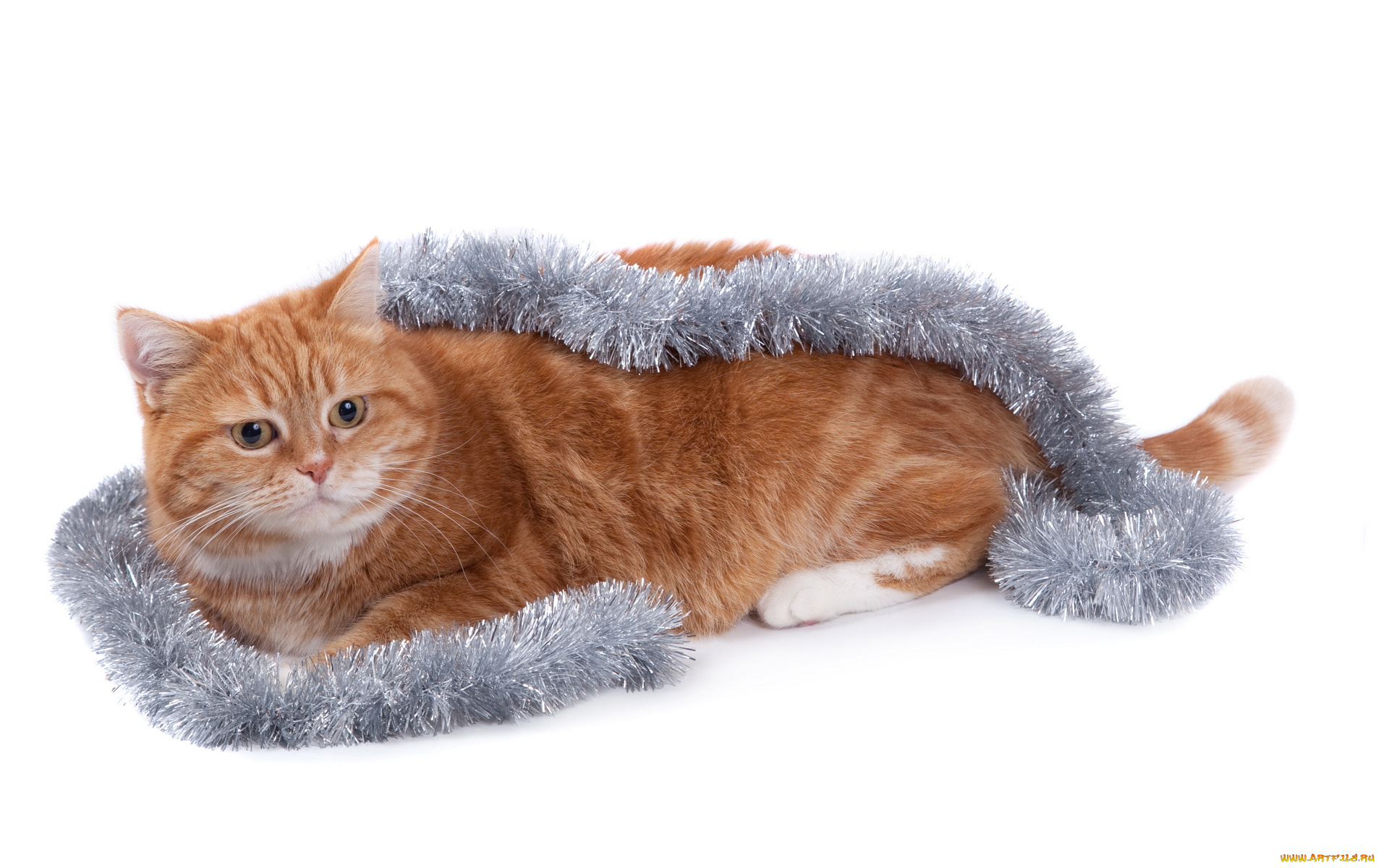 животные, коты, гирлянда