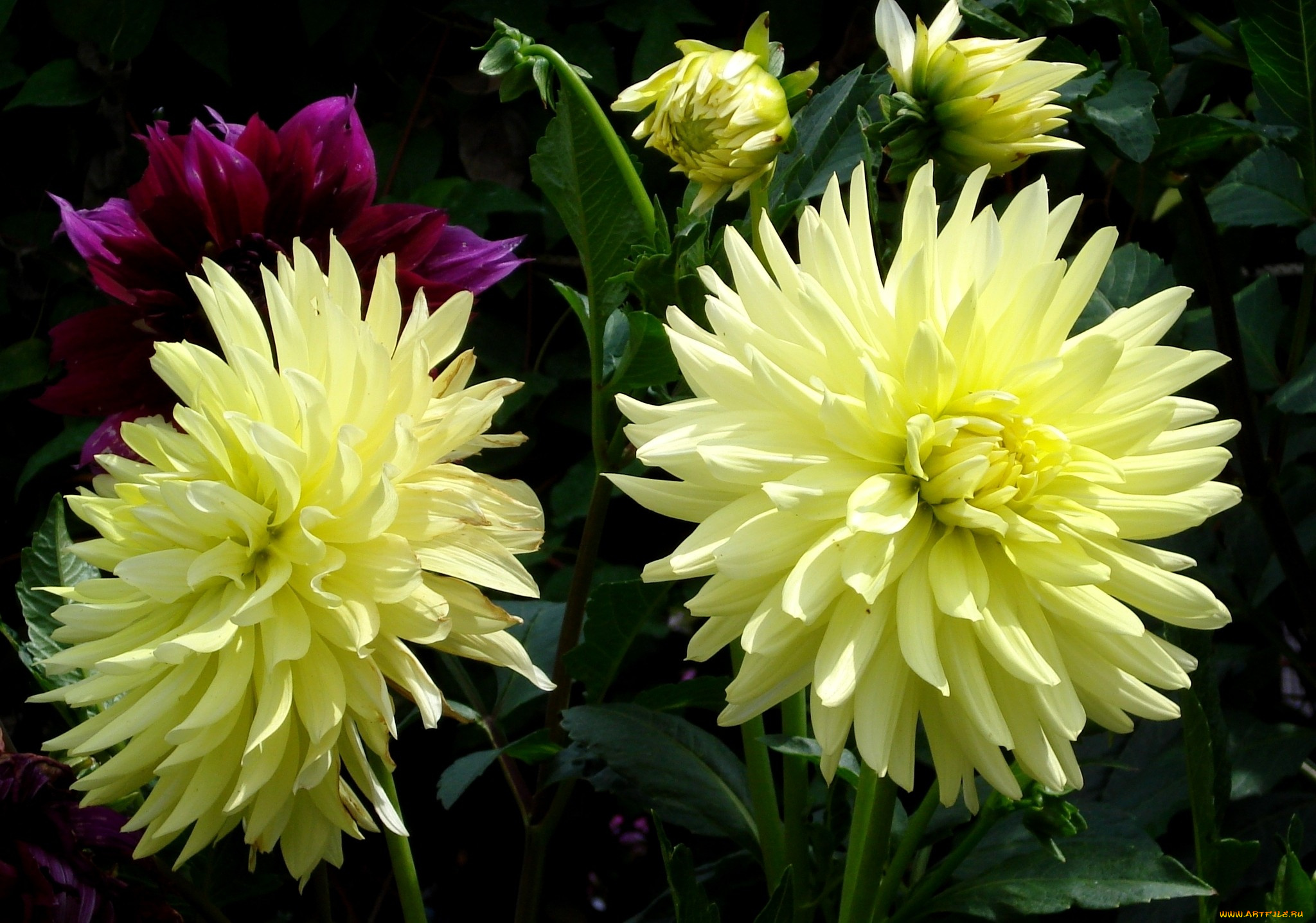 цветы, георгины, желтый, большой