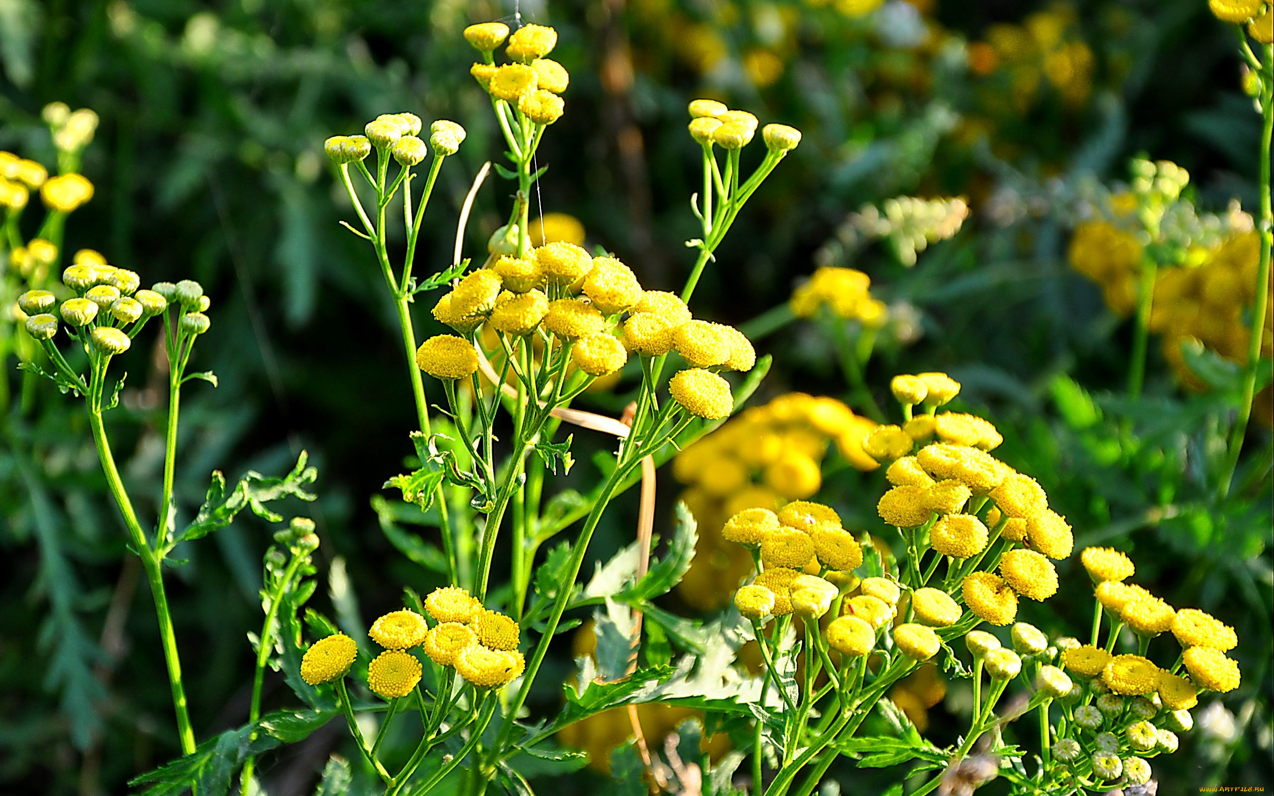 цветы, луговые, полевые, желтый