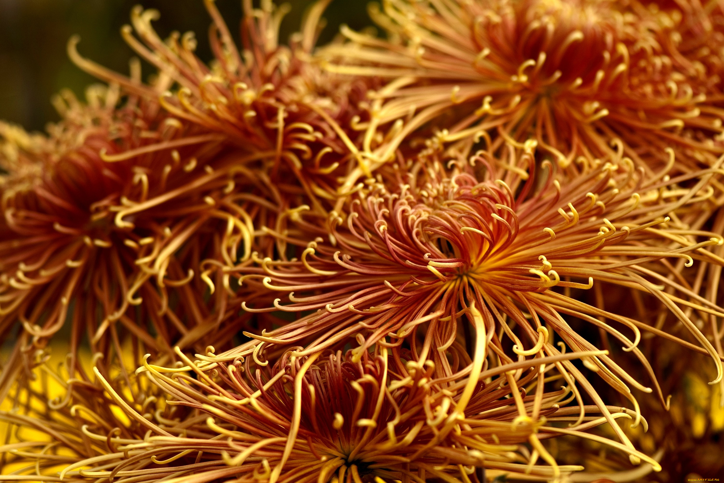 цветы, хризантемы, оранжевый, много